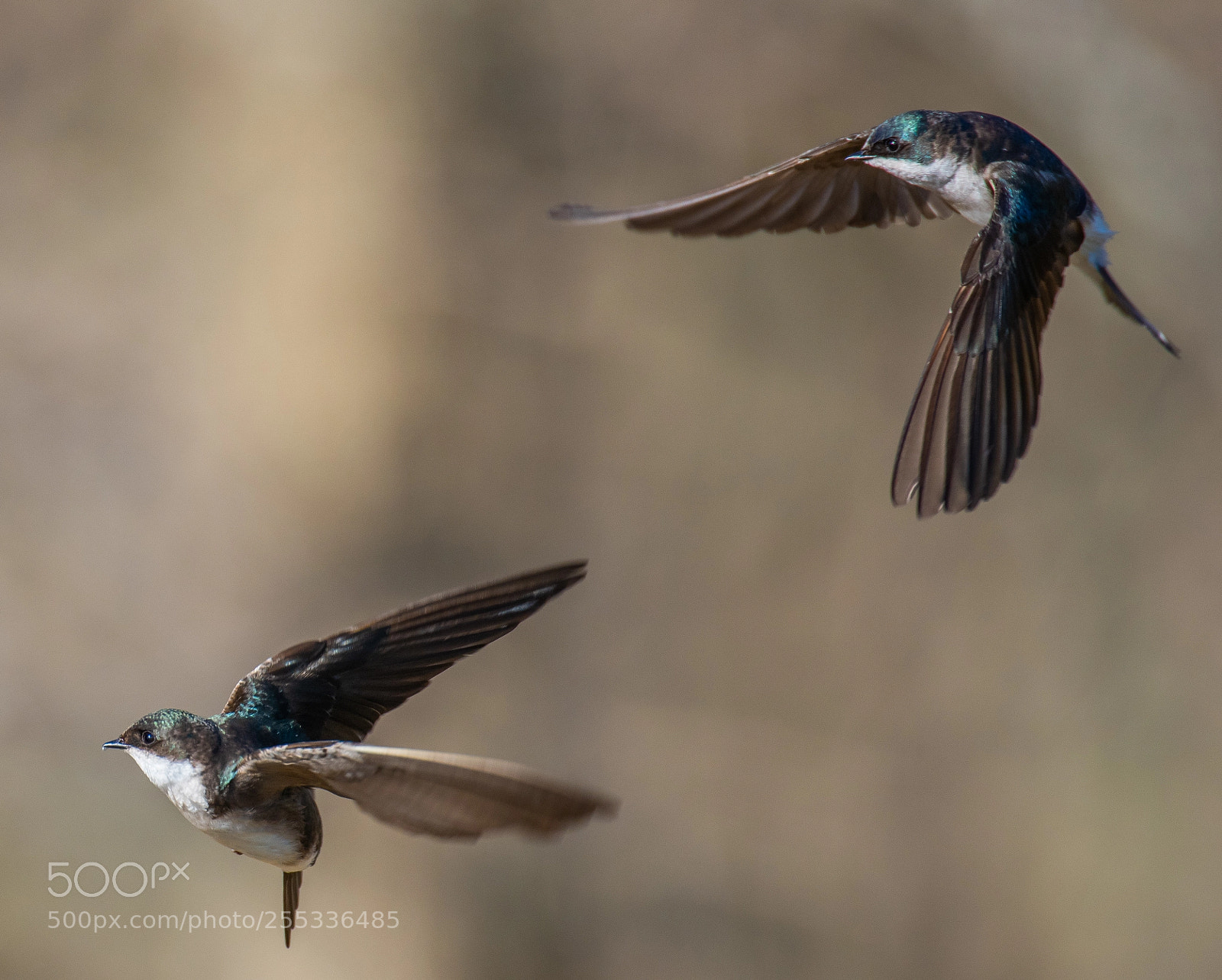 Nikon D850 sample photo. Swallows photography