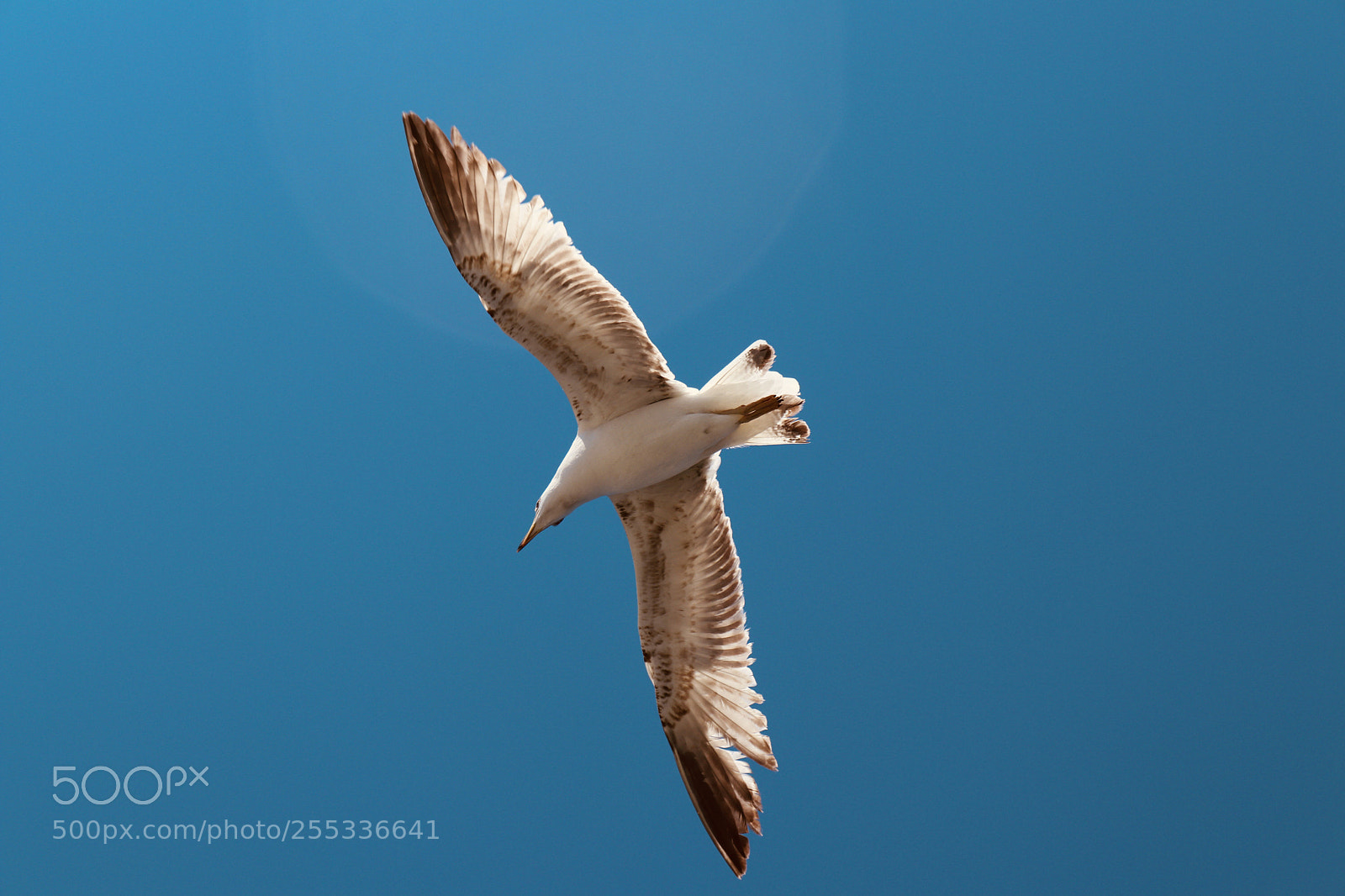 Canon EOS 200D (EOS Rebel SL2 / EOS Kiss X9) sample photo. The seagull  photography
