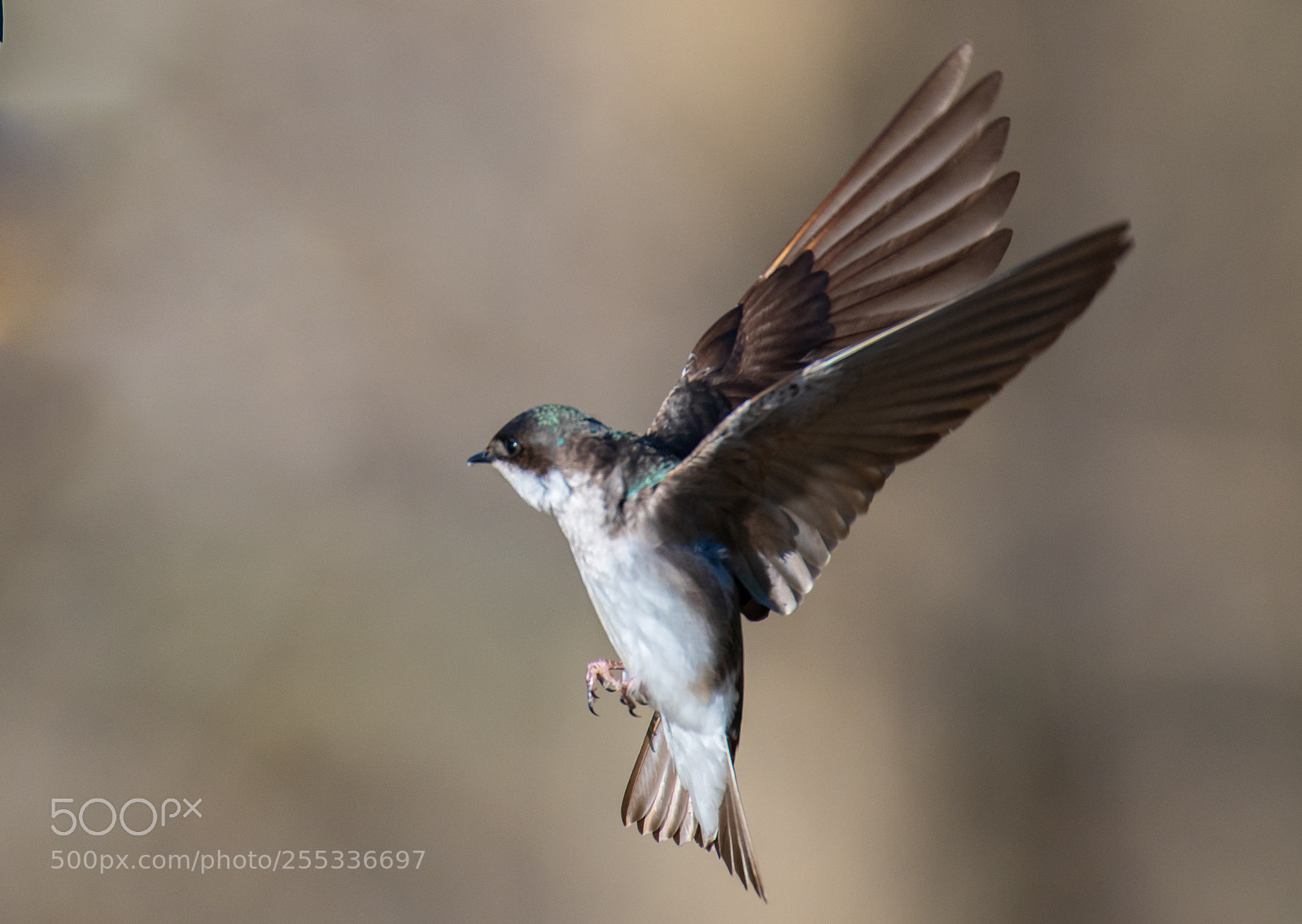 Nikon D850 sample photo. Swallow in motion! photography