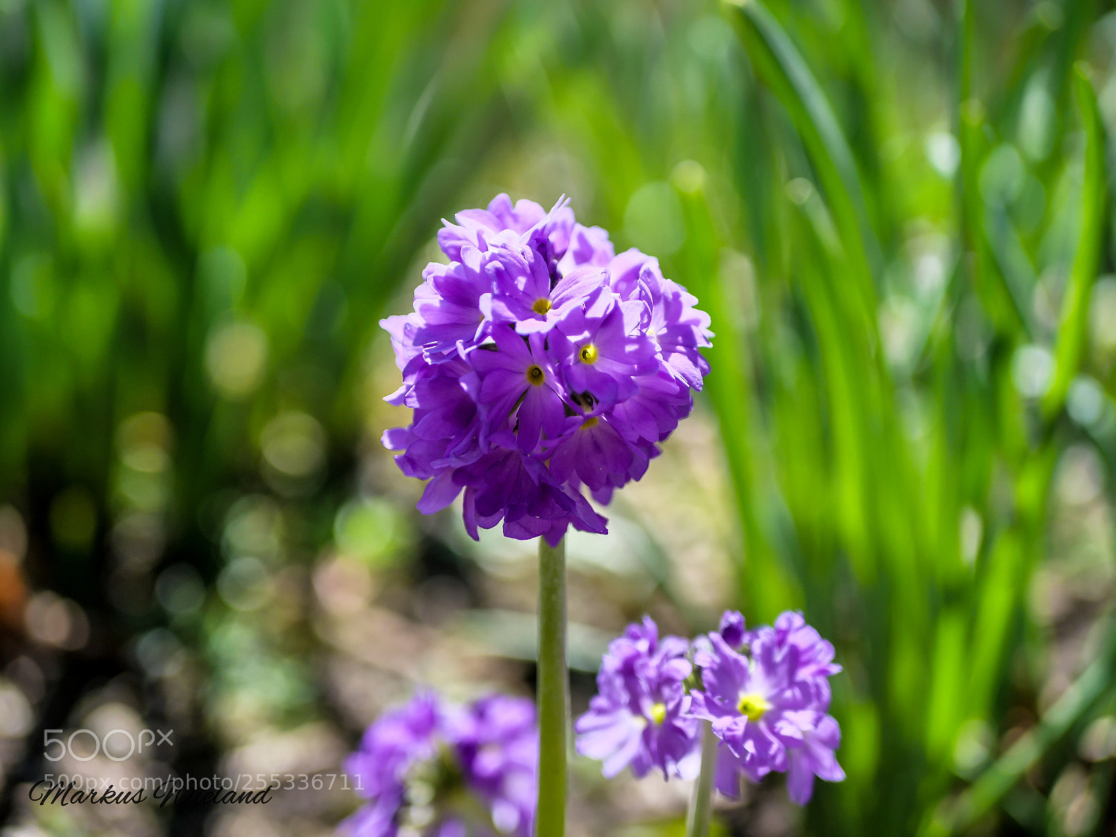 Panasonic Lumix DC-G9 sample photo. Purple flower photography