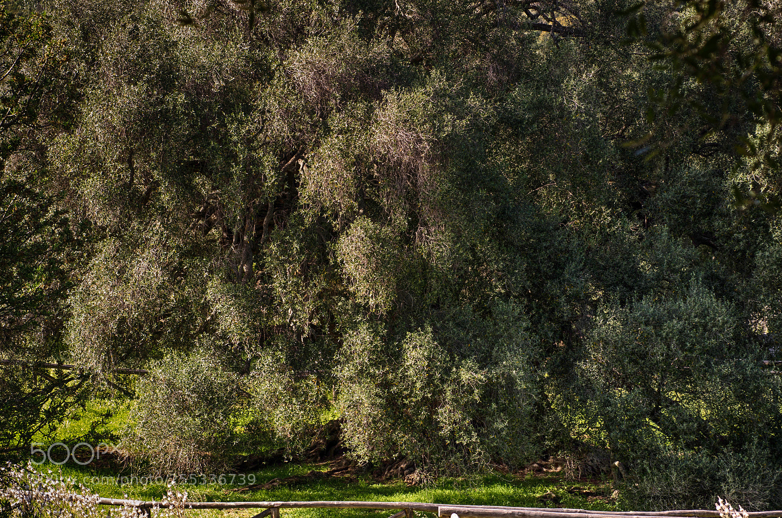 Nikon D7000 sample photo. L'olivastro millenario pi grande photography