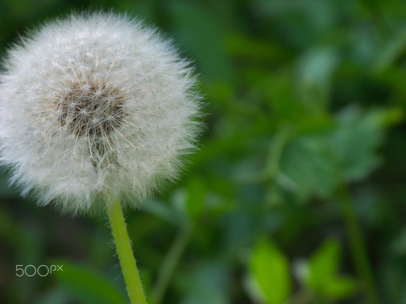 Kodak EASYSHARE Z8612 IS DIGITAL CAMERA sample photo. Dandelion closeup photography