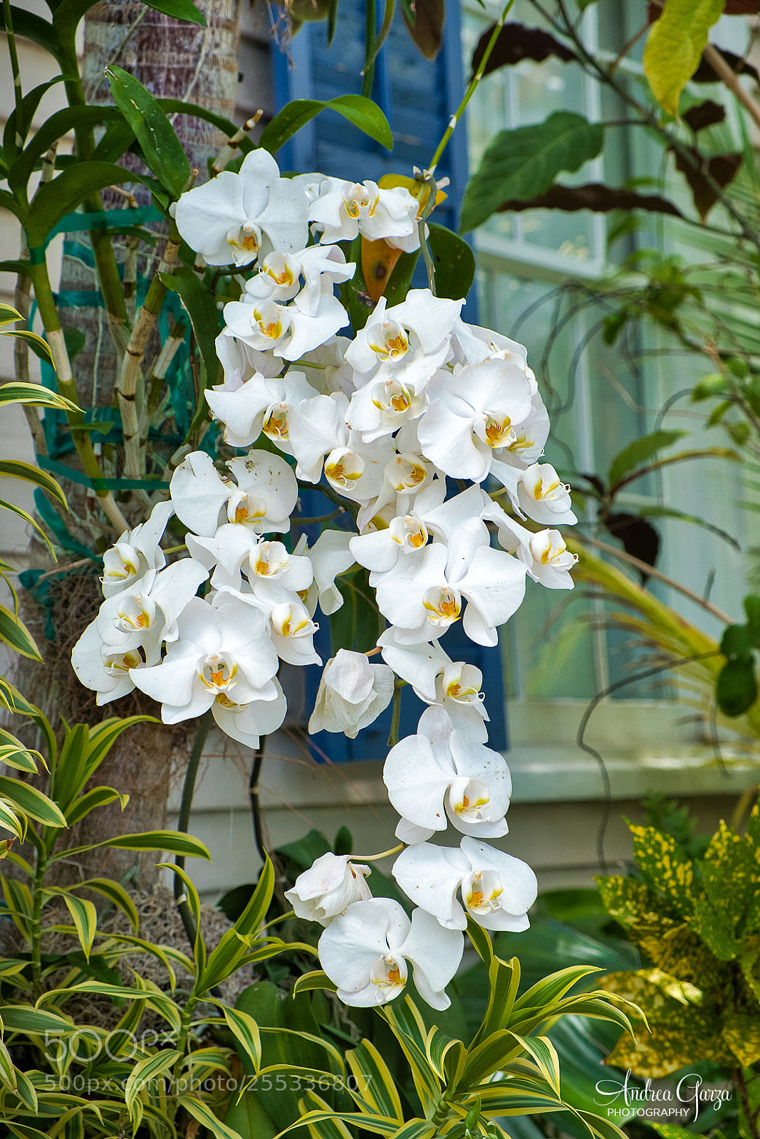 Fujifilm X-T2 sample photo. Tropical orchids photography