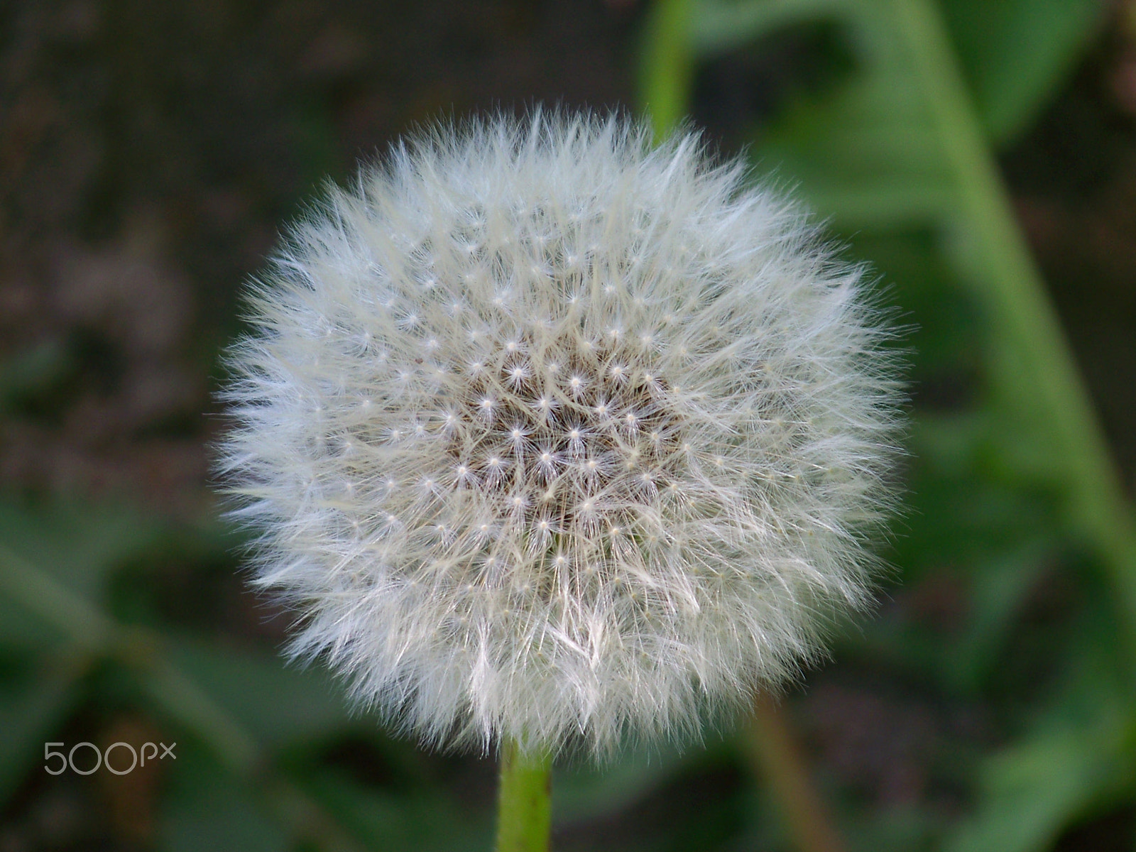 Kodak EASYSHARE Z8612 IS DIGITAL CAMERA sample photo. Dandelion closeup photography