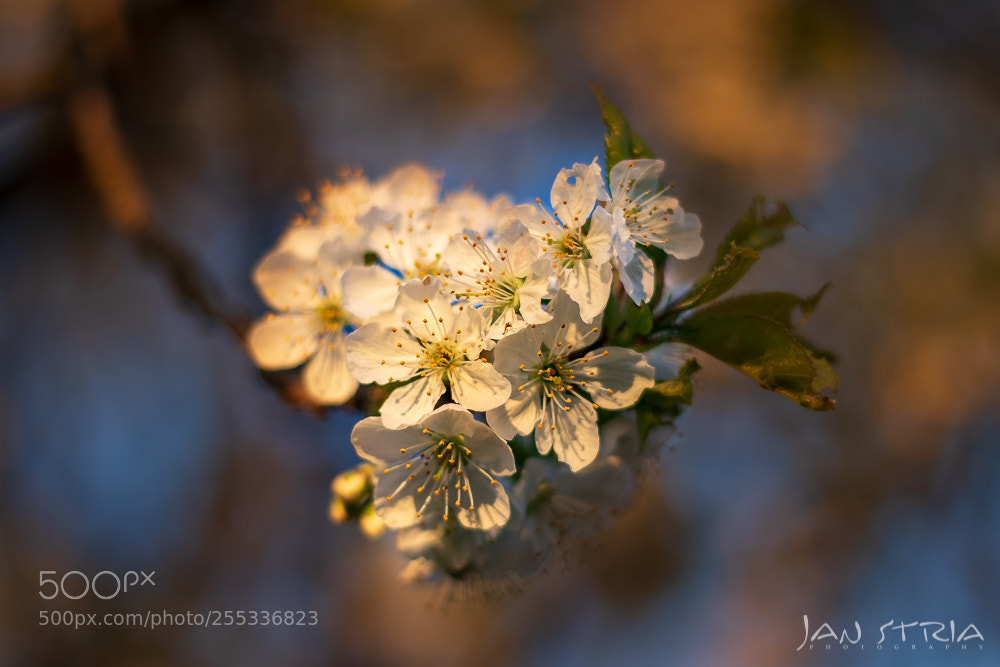 Canon EOS 80D sample photo. Springy photography