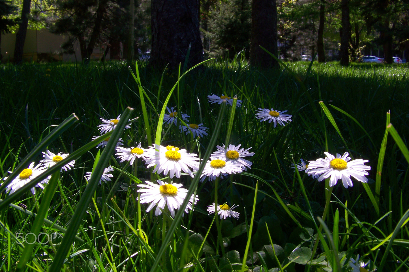 Kodak EASYSHARE Z8612 IS DIGITAL CAMERA sample photo. Chamomille flowers photography