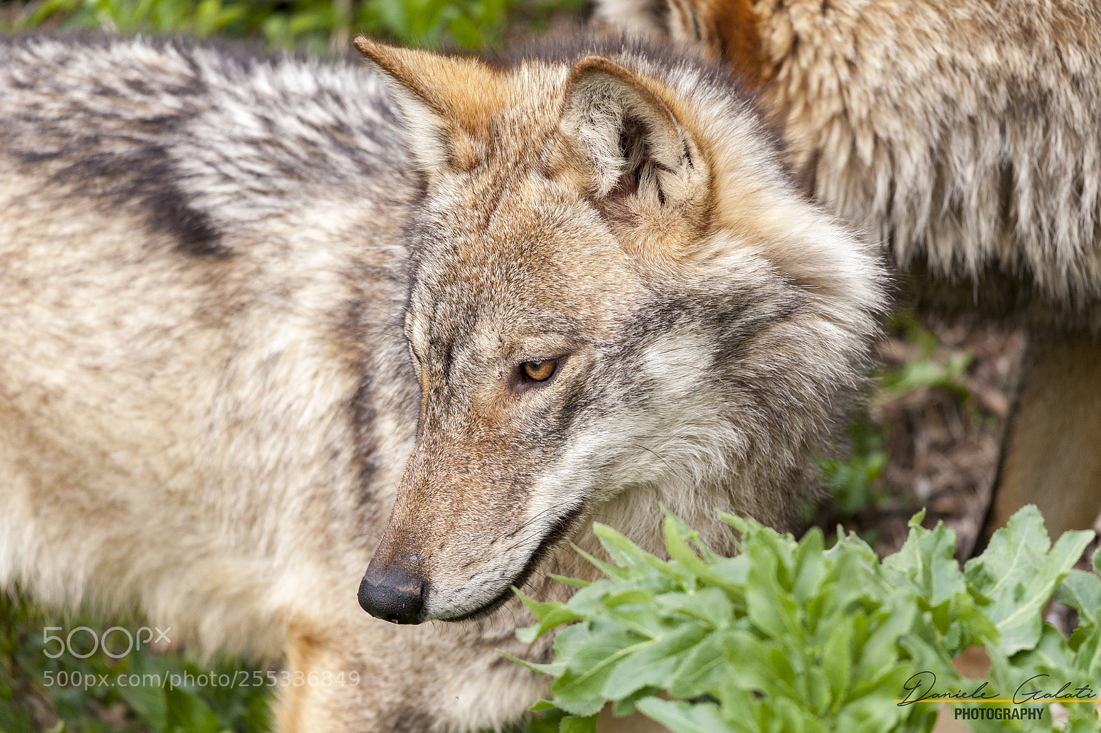 Nikon D700 sample photo. Canis lupus italicus photography