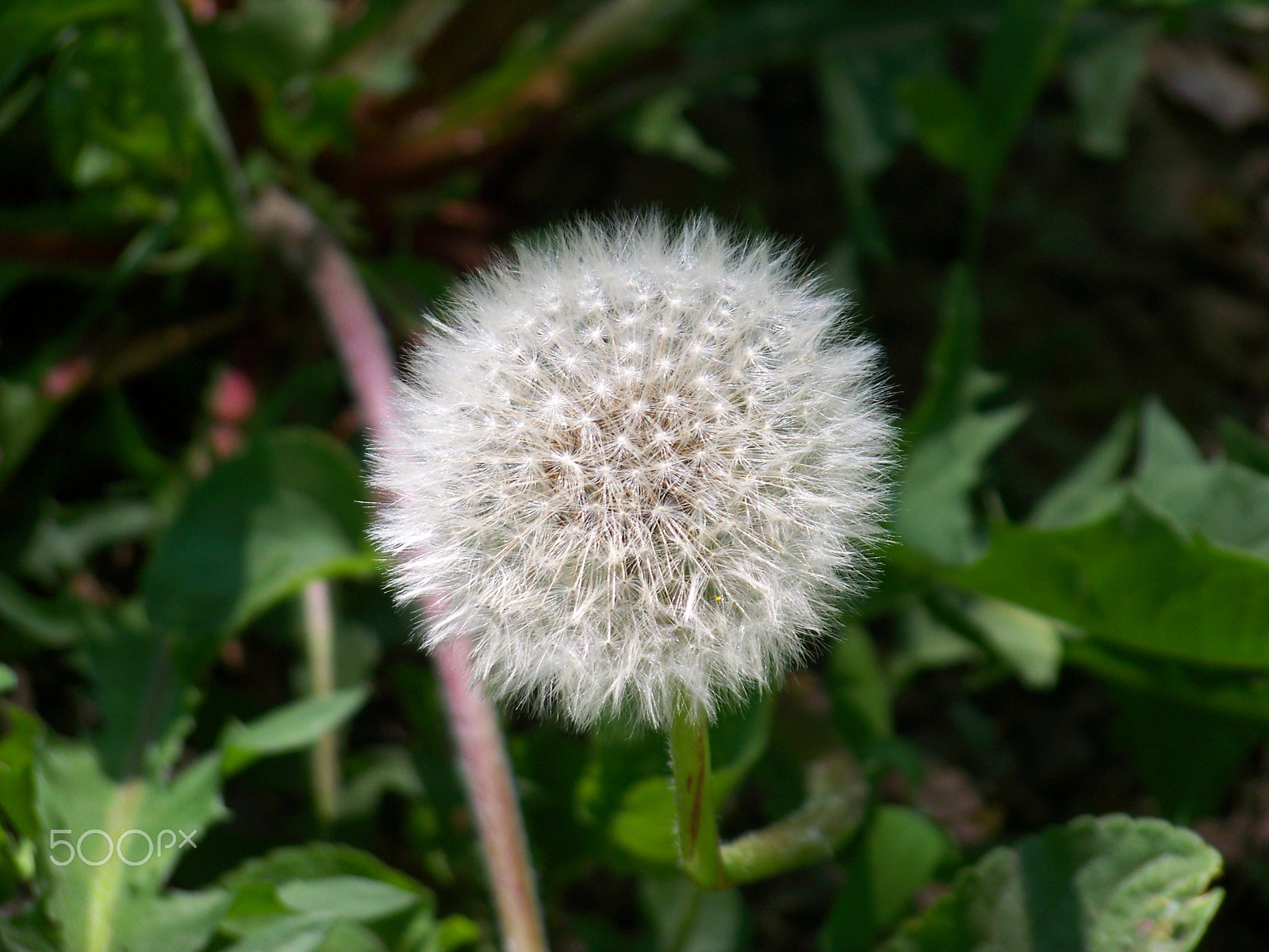 Kodak EASYSHARE Z8612 IS DIGITAL CAMERA sample photo. Dandelion closeup photography