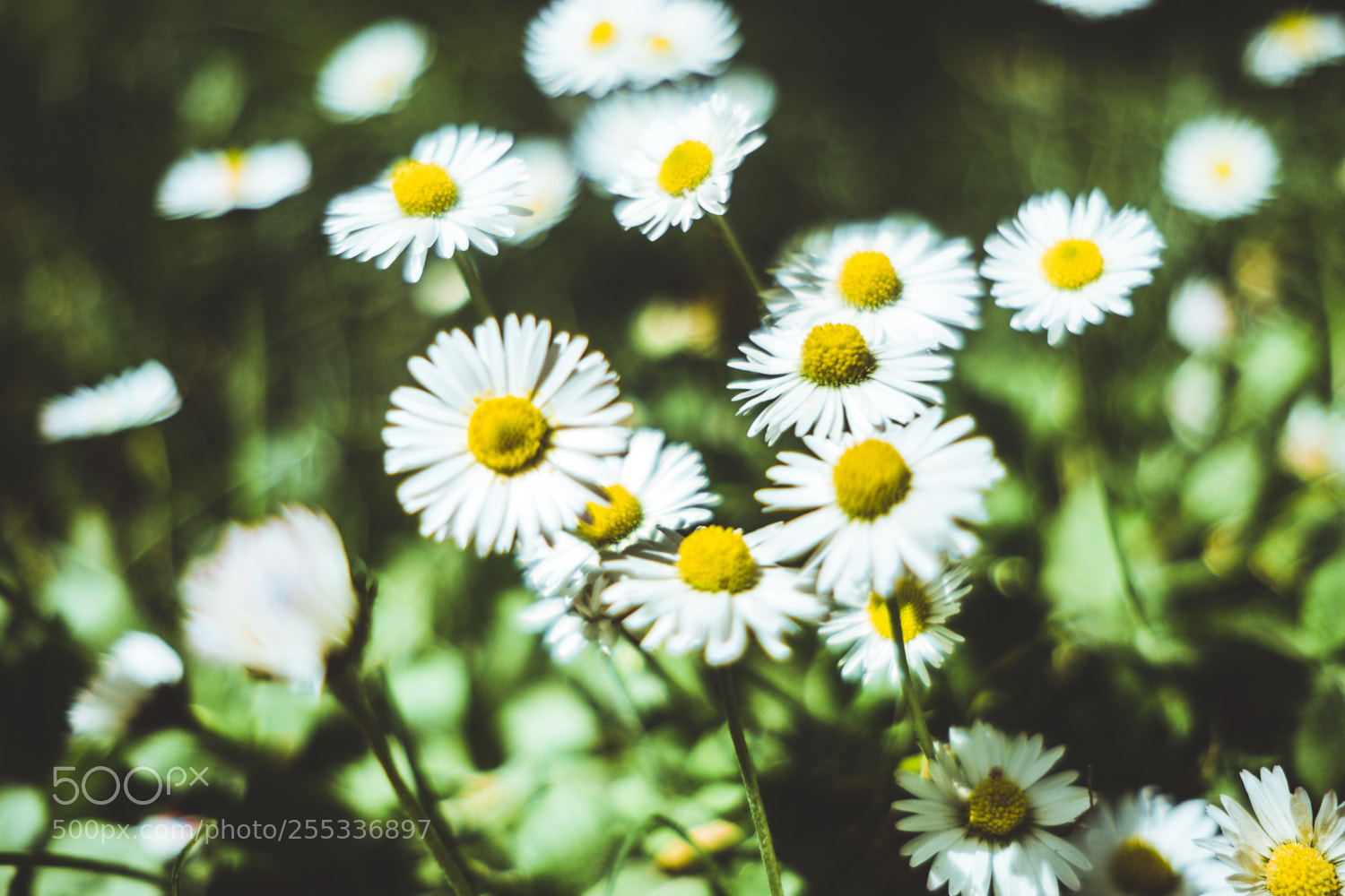 Fujifilm X-T20 sample photo. Chamomile photography