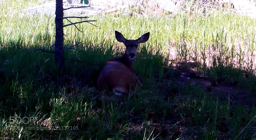 Samsung Galaxy Note4 sample photo. Deer 3 photography