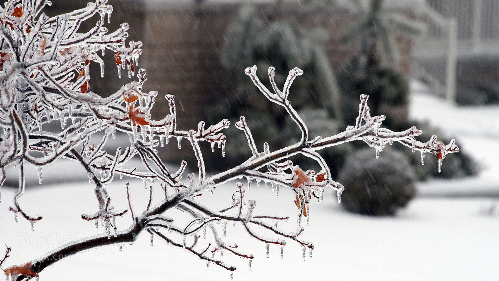 Canon EOS 400D (EOS Digital Rebel XTi / EOS Kiss Digital X) sample photo. Frozen oak tree photography