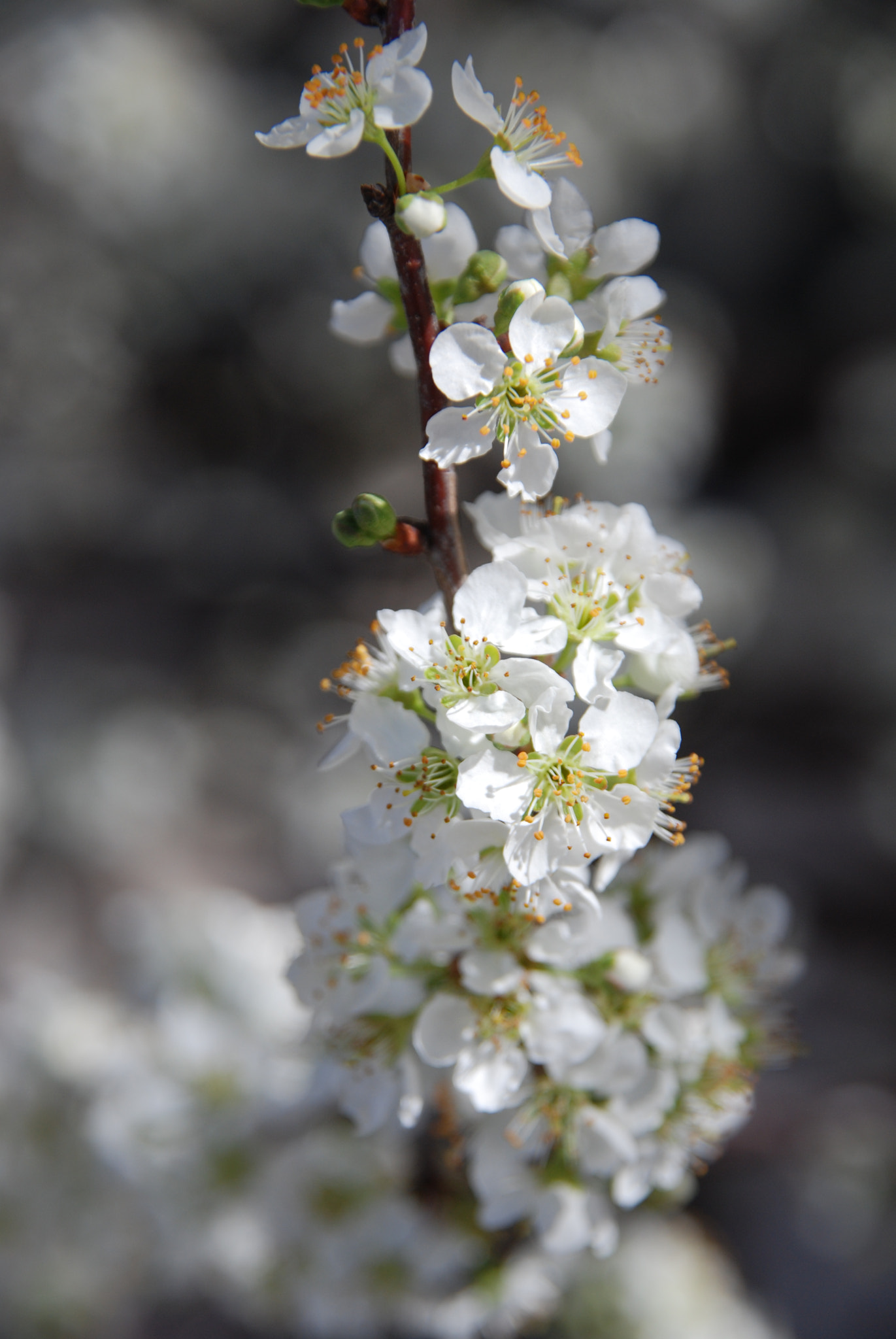 Nikon D80 + Sigma 18-200mm F3.5-6.3 DC sample photo. Flower photography