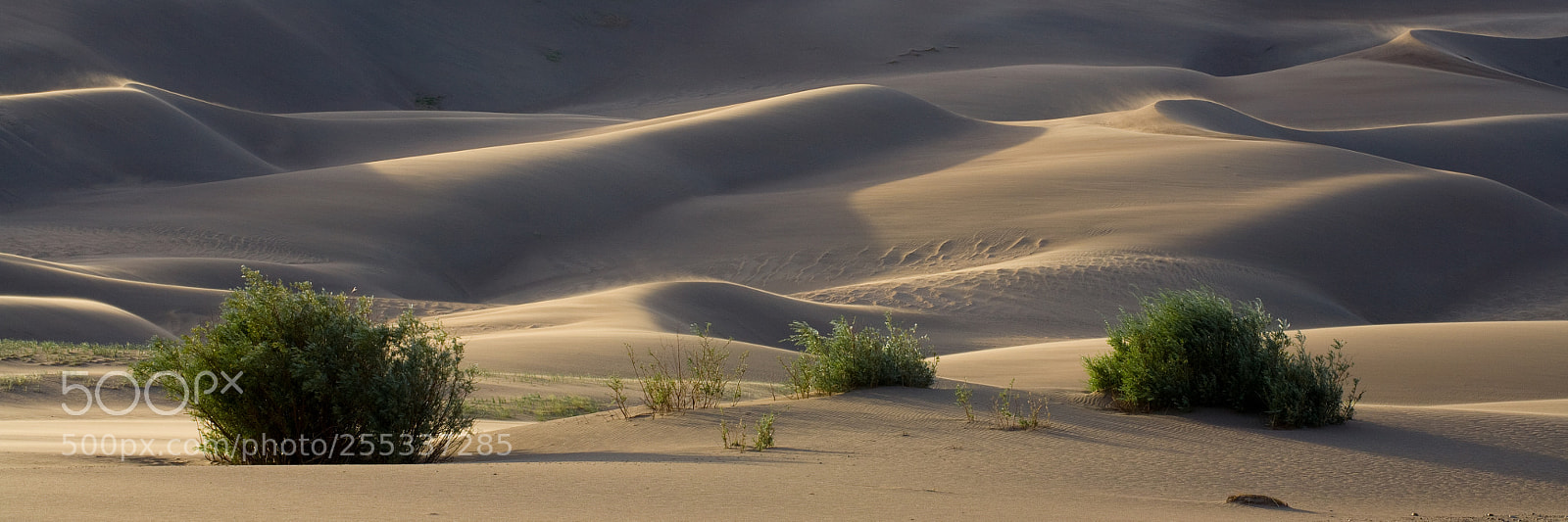 Canon EOS 5D sample photo. Bushes in the sand photography