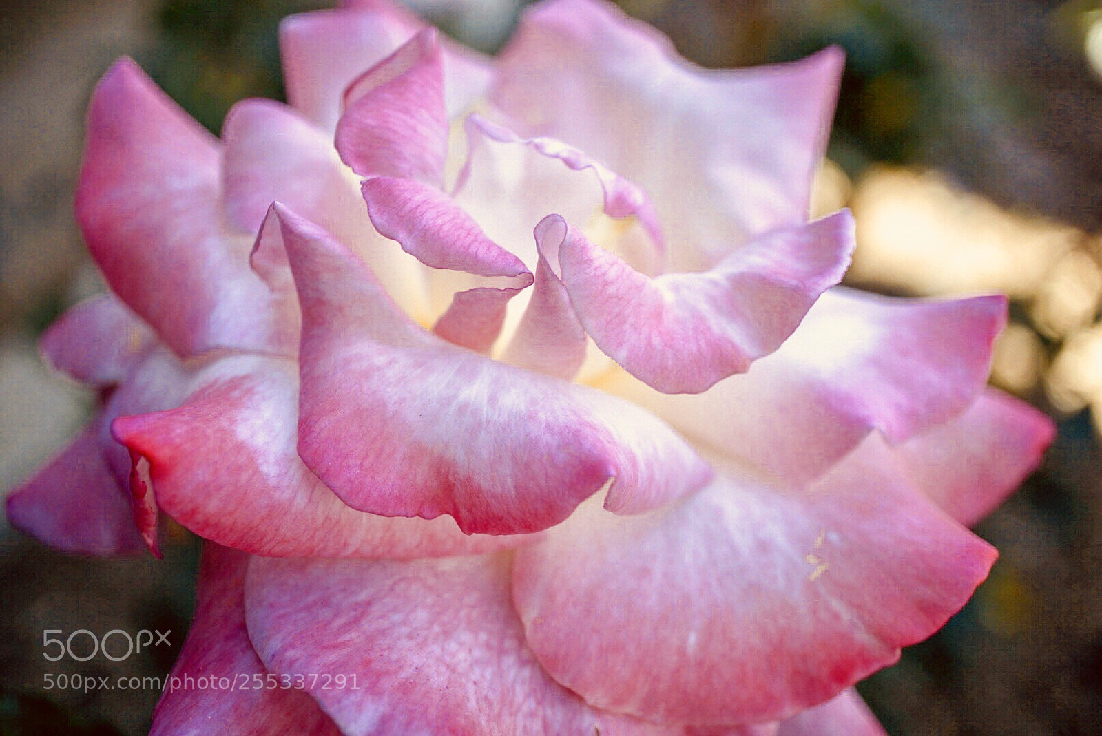 Sony a6000 sample photo. Petals photography