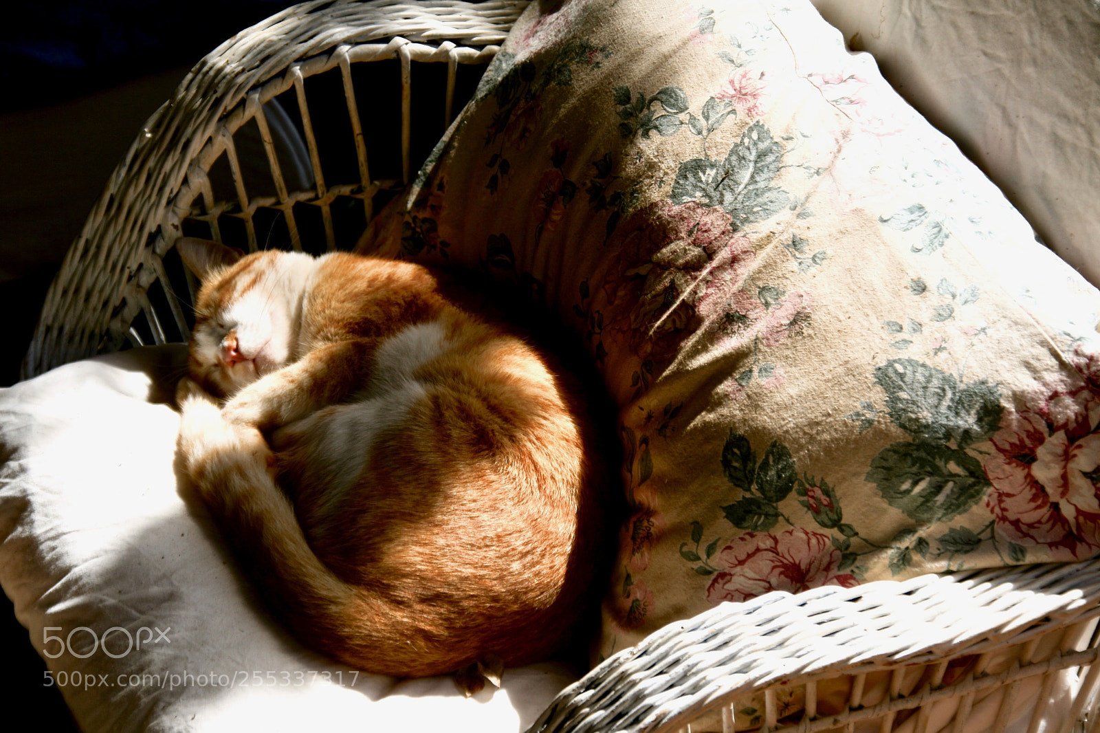 Canon EOS 400D (EOS Digital Rebel XTi / EOS Kiss Digital X) sample photo. Kitten napping photography