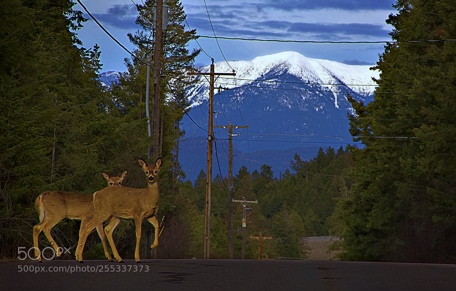 Canon EF-S 18-135mm F3.5-5.6 IS sample photo. Semi-majestic deer photography