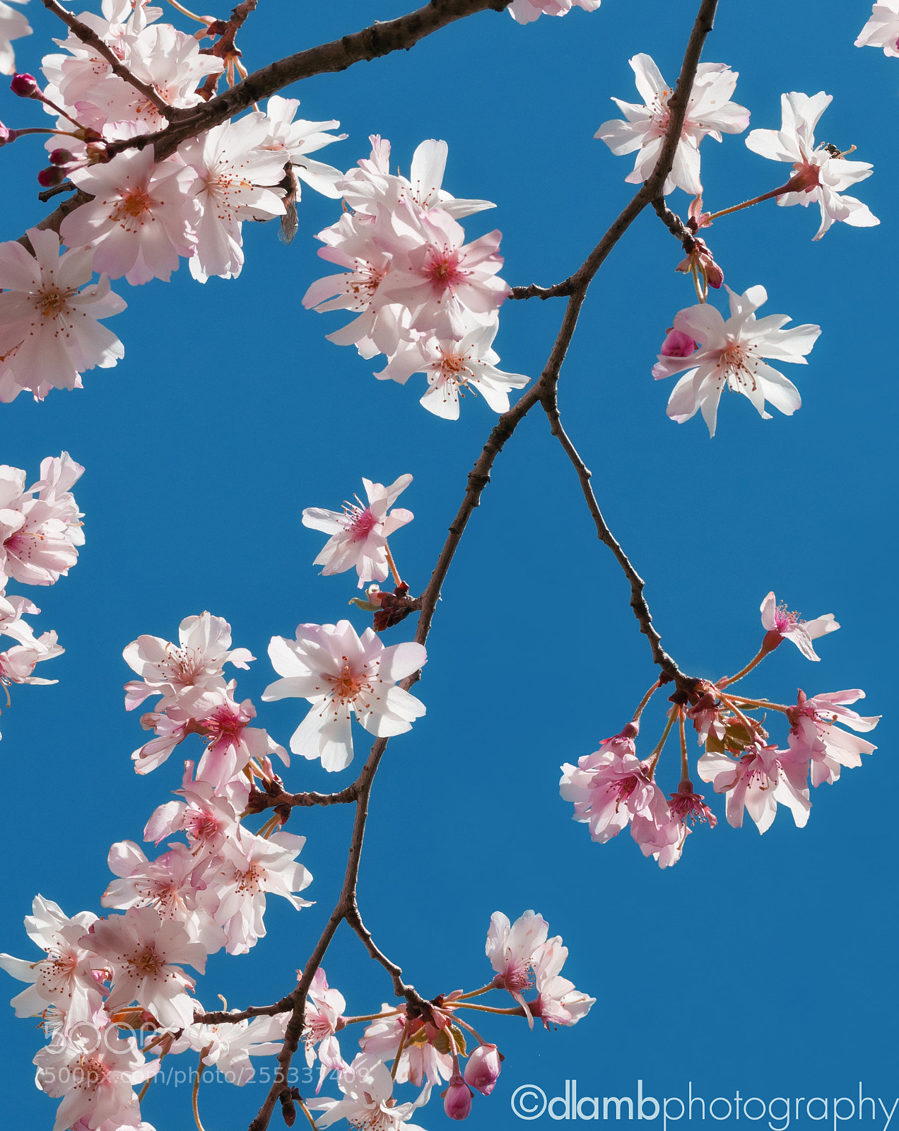 Canon EOS 70D sample photo. April blooms photography