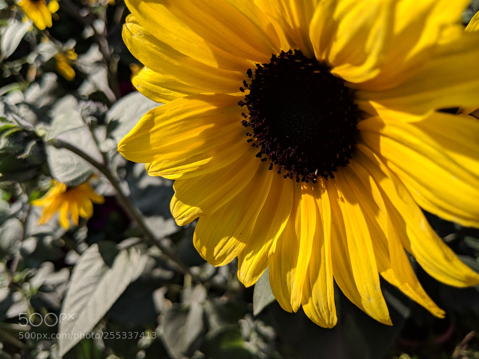 Google Pixel 2 sample photo. Sun flower at dusk photography
