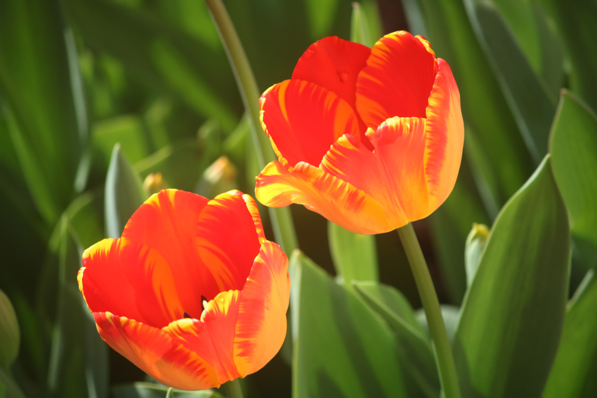 Canon EF-S 55-250mm F4-5.6 IS sample photo. Two tulips photography