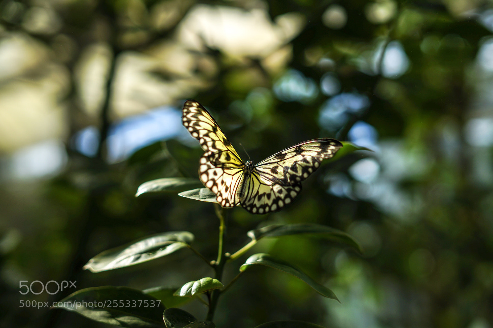 Sony a7 sample photo. Butterfly photography