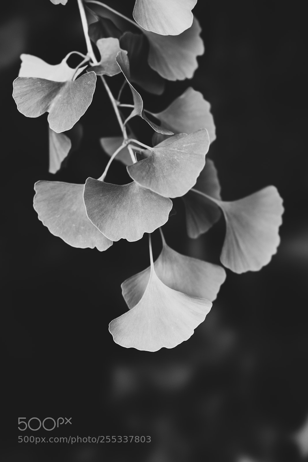 Sony a7R III sample photo. 20180426-174932_01738 photography