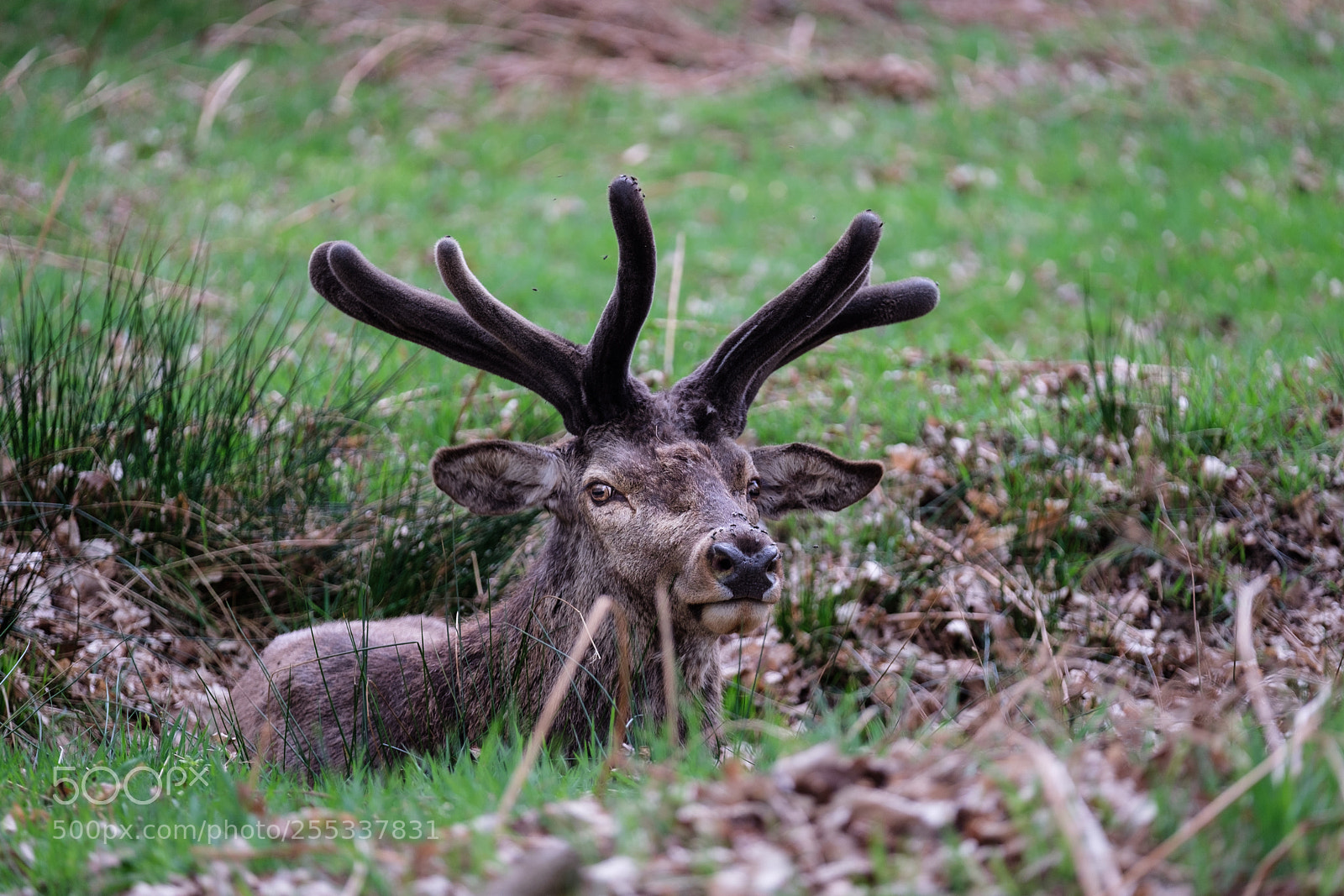 Fujifilm X-T20 sample photo. Deer in the grass photography