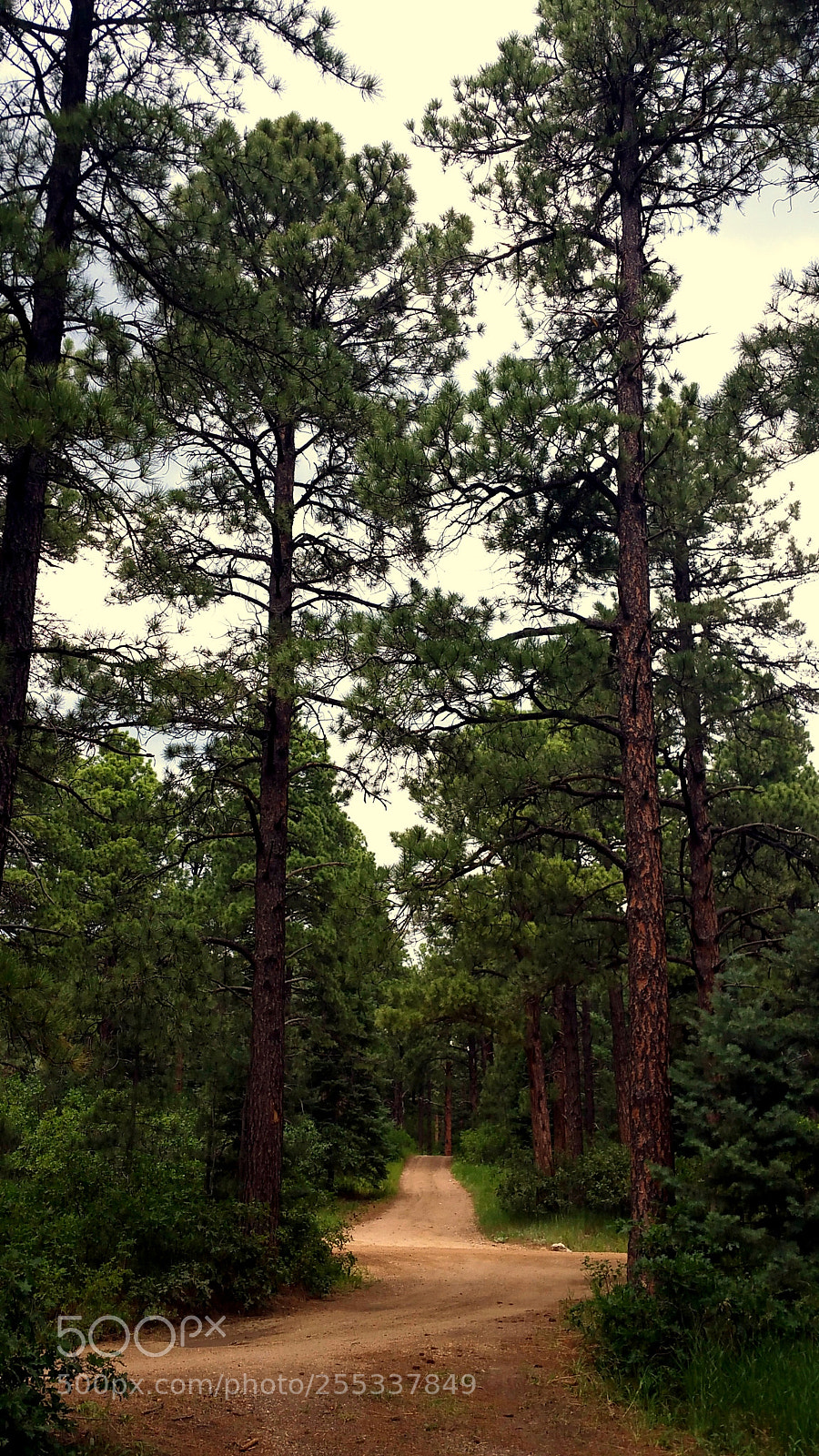 Samsung Galaxy Note4 sample photo. Tall tree road photography