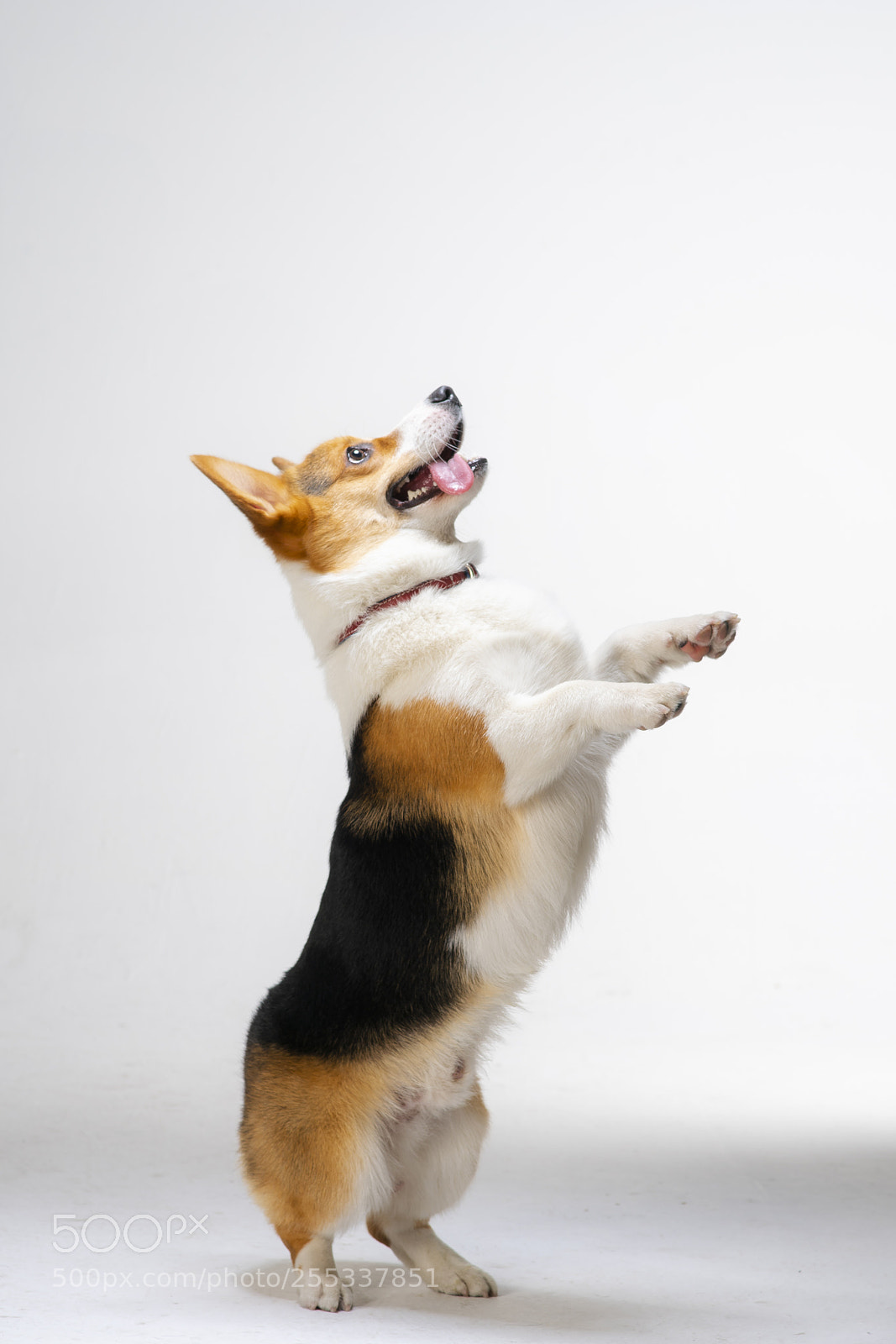 Sony a99 II sample photo. Corgi dog photography