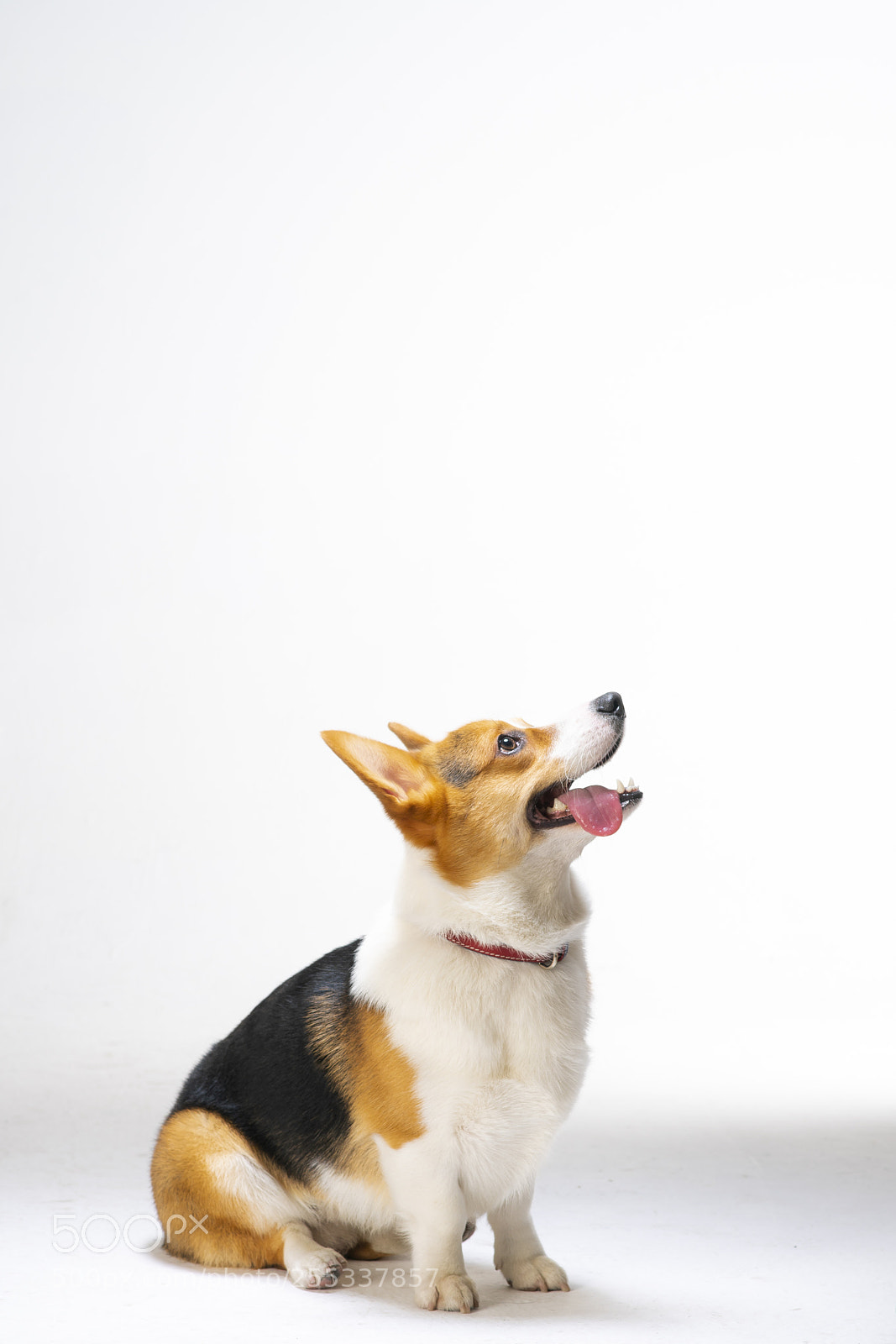 Sony a99 II sample photo. Corgi dog photography