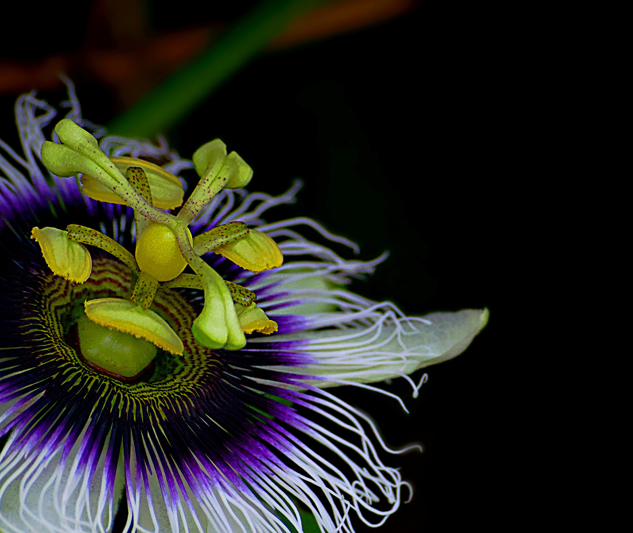 Nikon D3200 sample photo. Passion flower photography