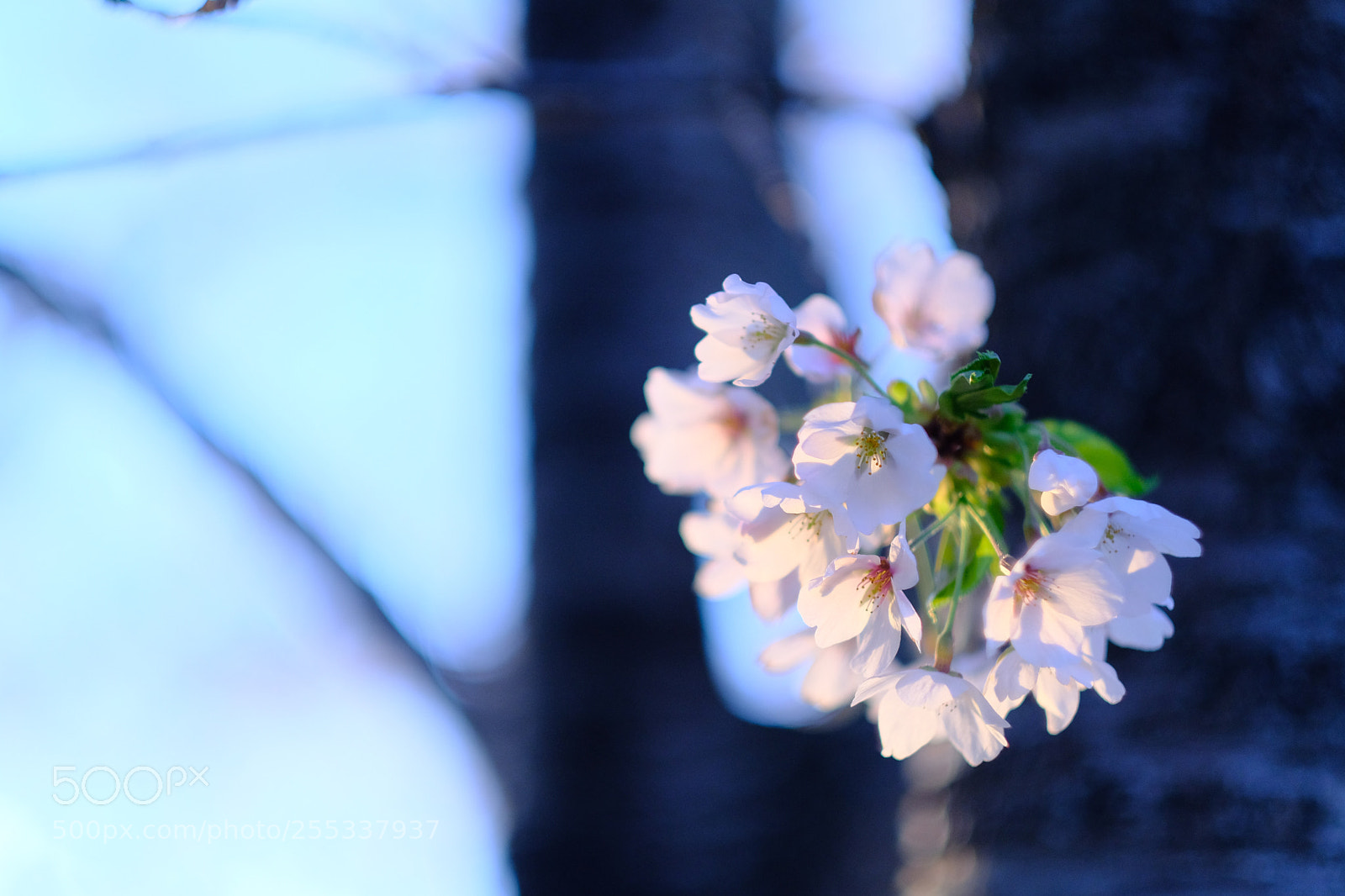 Fujifilm X-Pro2 sample photo. Cherry blossom 20180426 photography