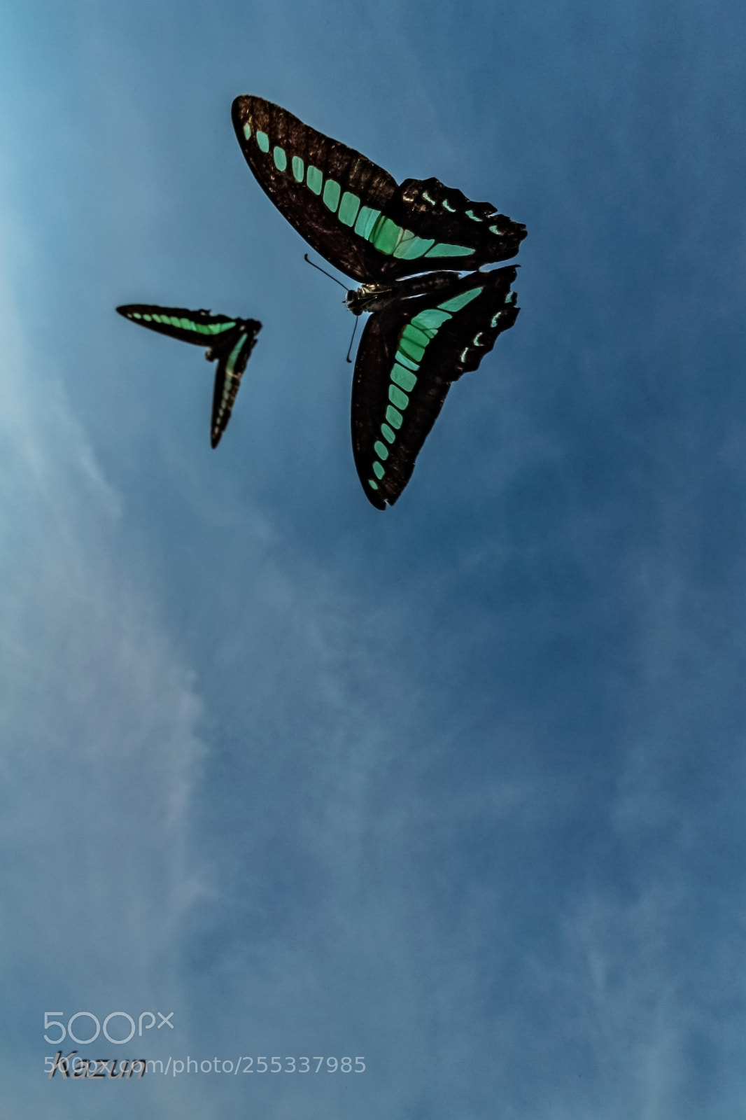 Nikon D5 sample photo. Flying game! photography