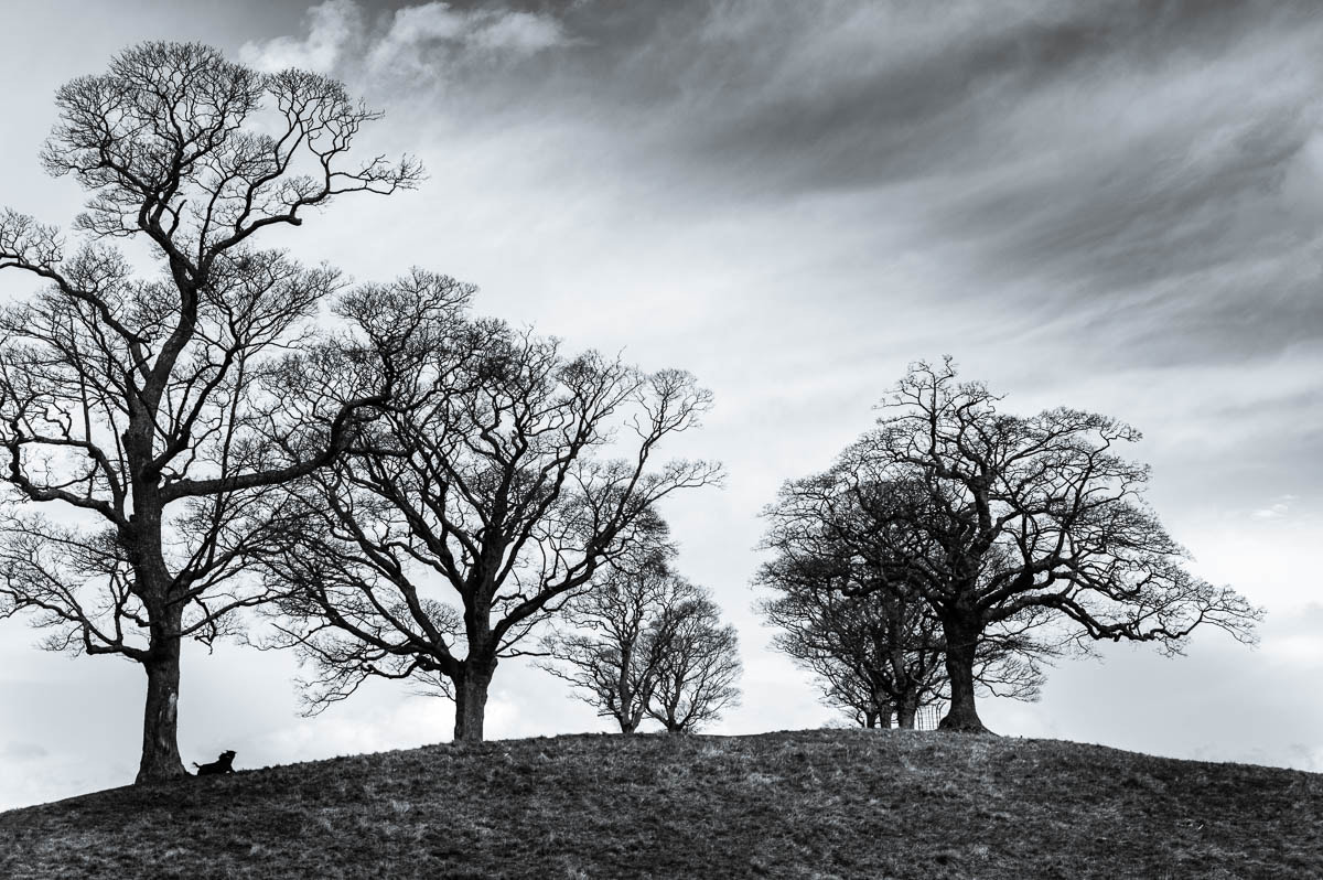 Leica M9 + Summicron-M 50mm f/2 (III) sample photo. Lyme park photography