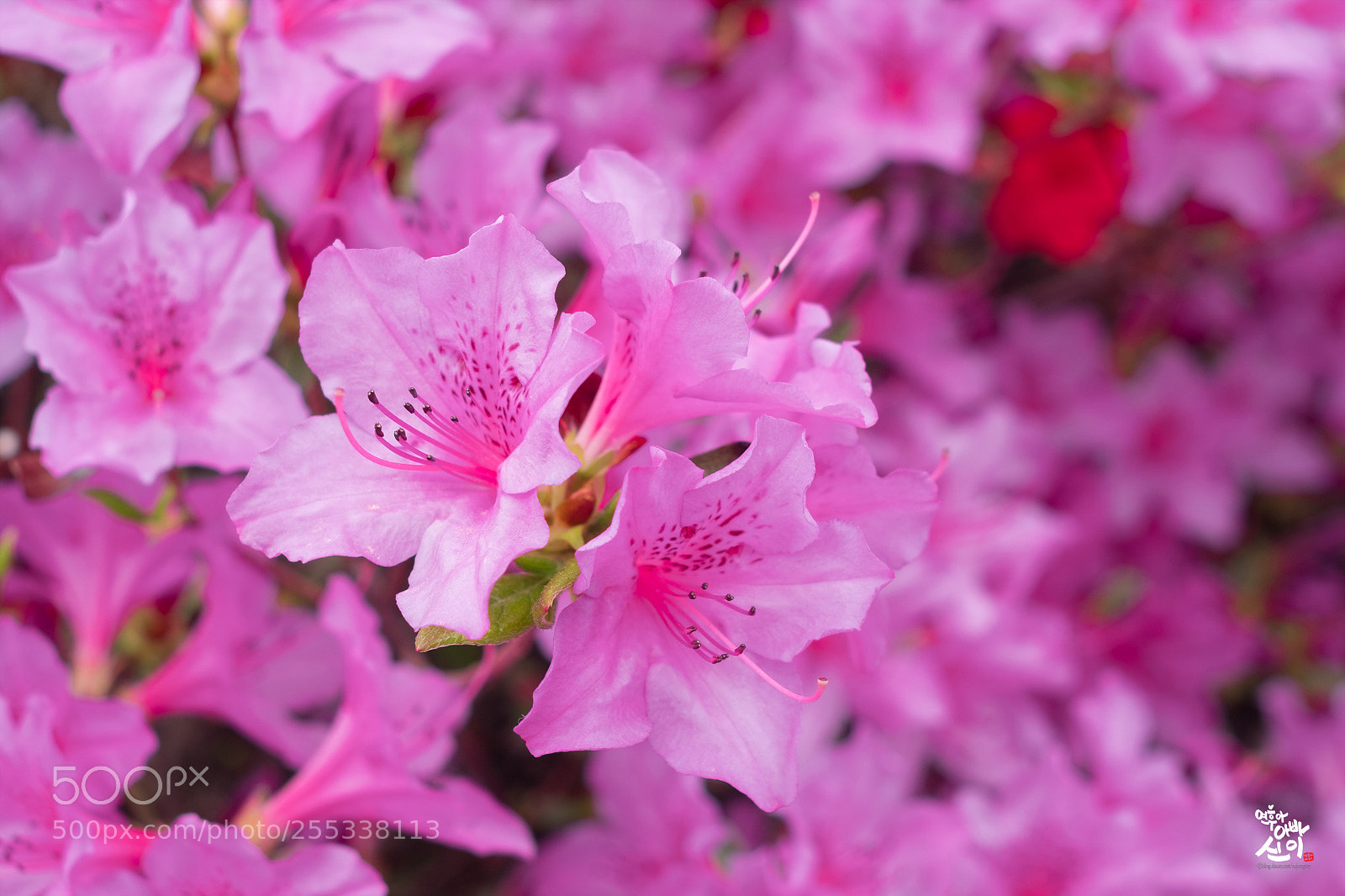 Fujifilm X-T2 sample photo. Azalea photography