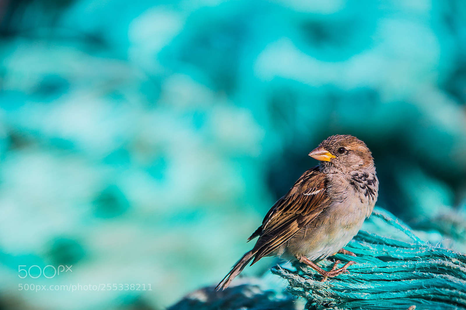 Canon EOS 5D Mark IV sample photo. Bird in oslo photography