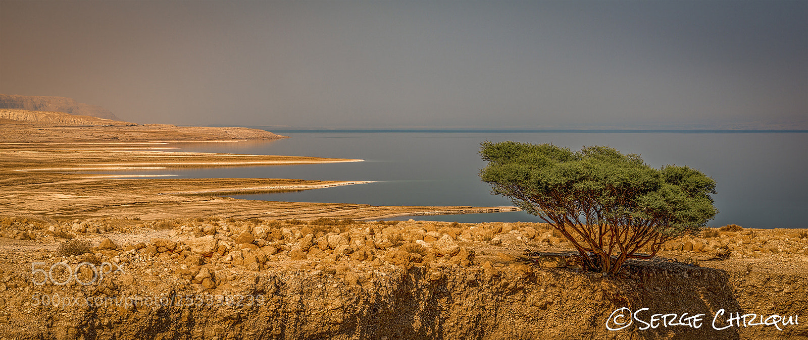 Nikon D800E sample photo. Dead sea acacia photography