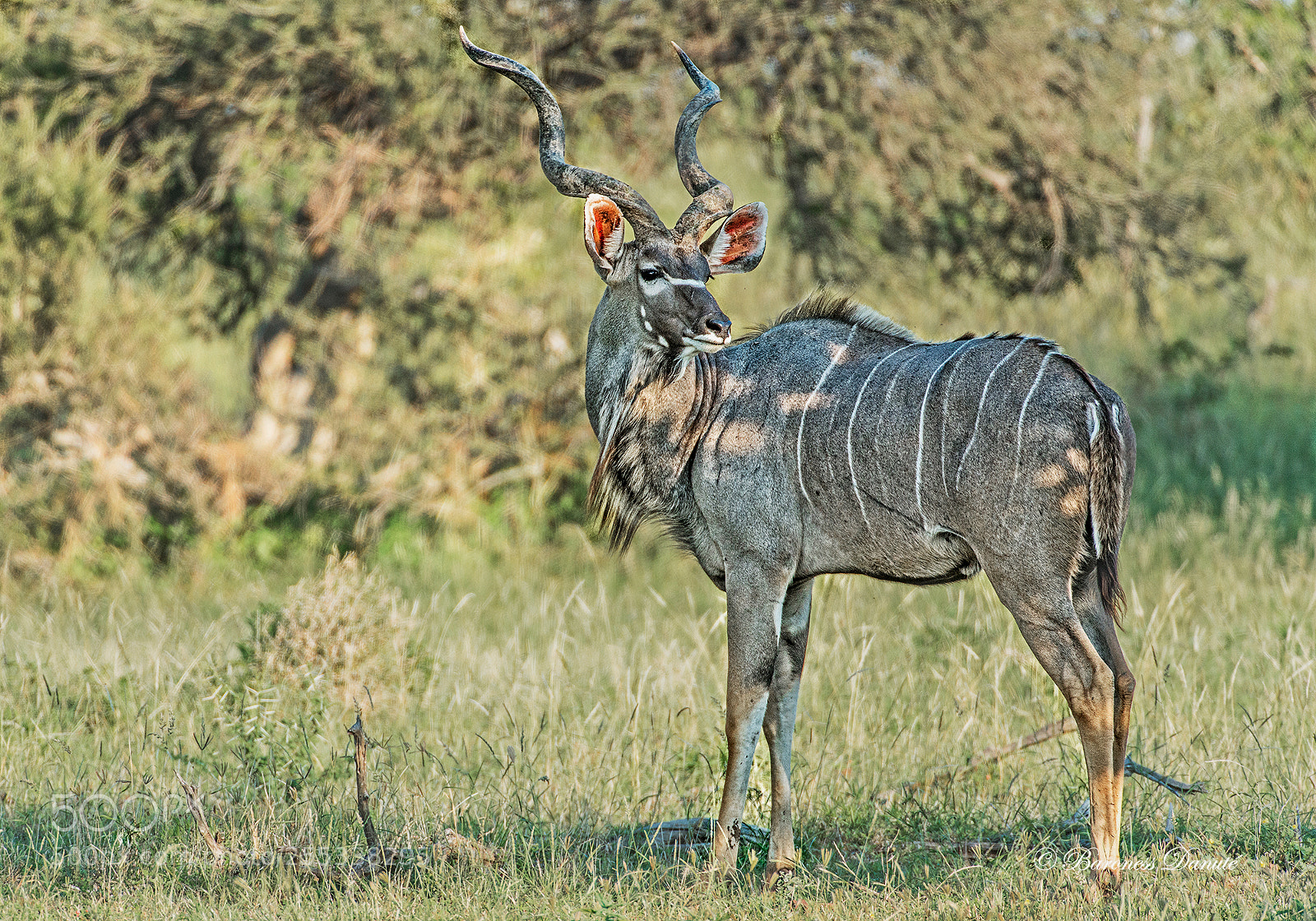 Nikon D800E sample photo. Kudu in shadow's photography
