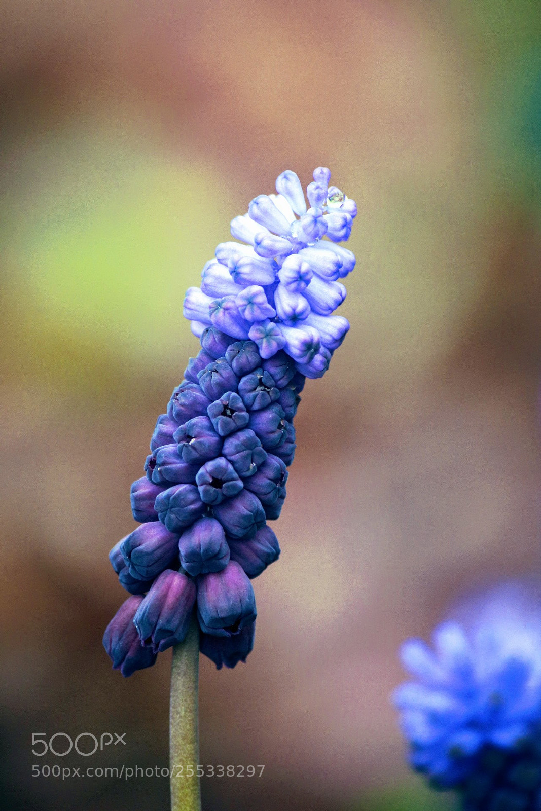 Canon EOS 750D (EOS Rebel T6i / EOS Kiss X8i) sample photo. Purple still photography