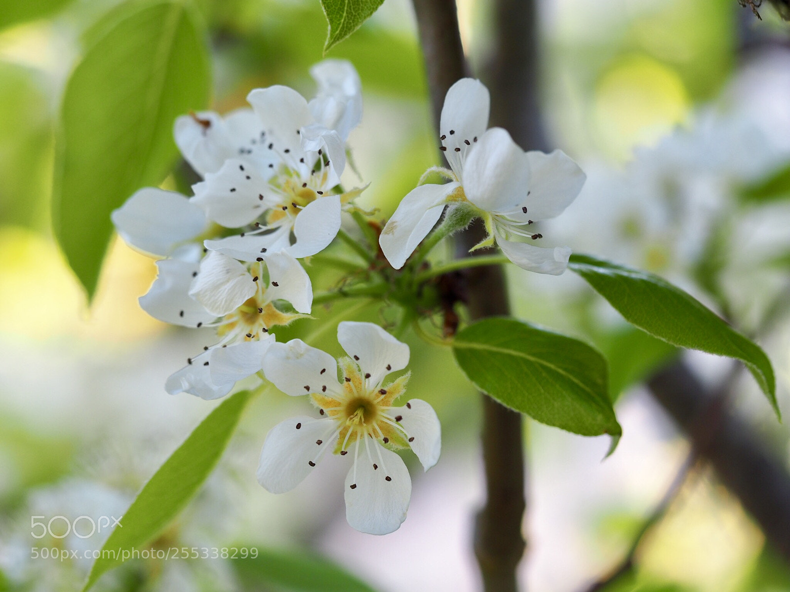 Olympus OM-D E-M10 II sample photo. Blossom photography