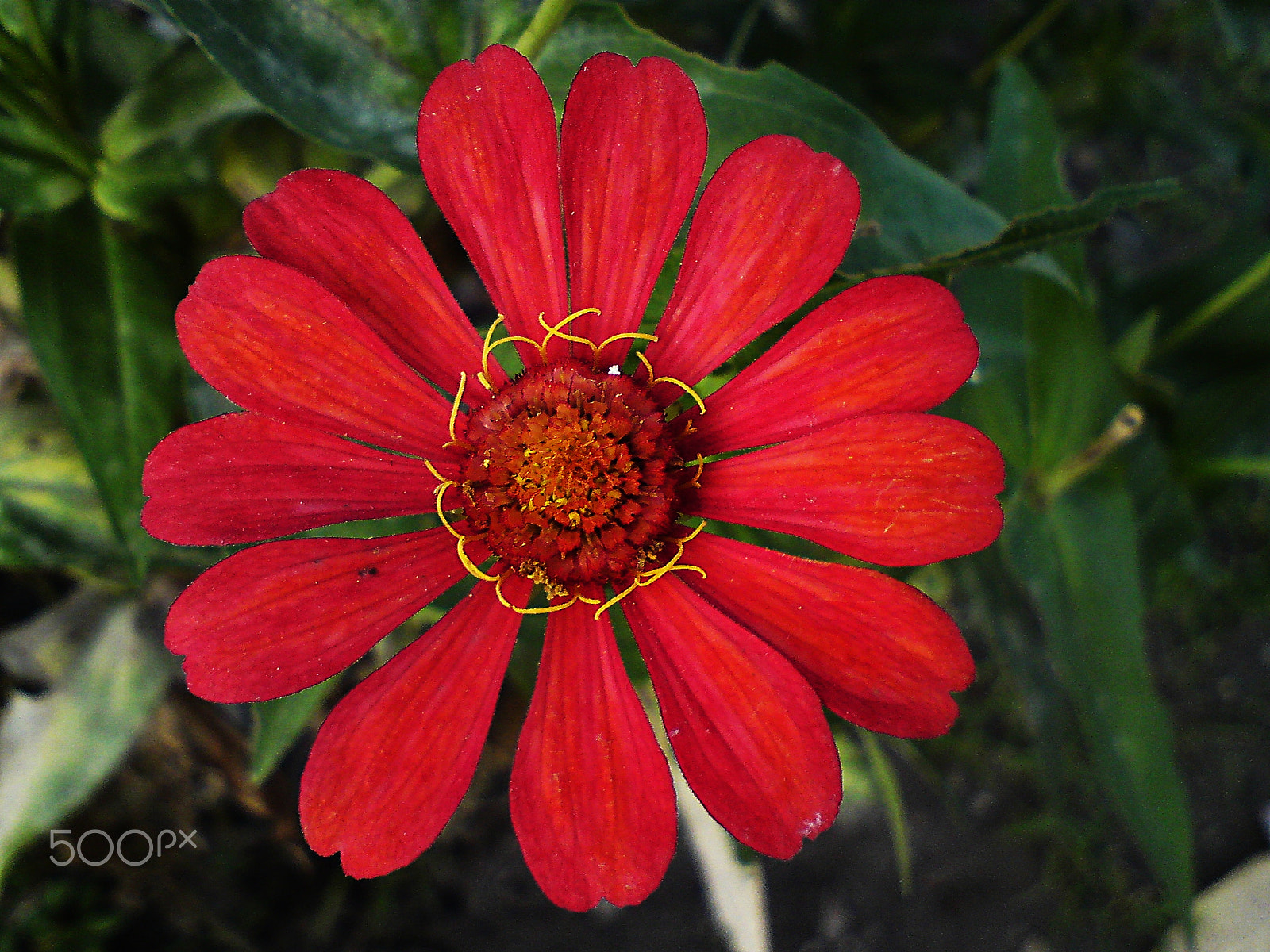 Sony Ericsson C902 sample photo. Red flower photography