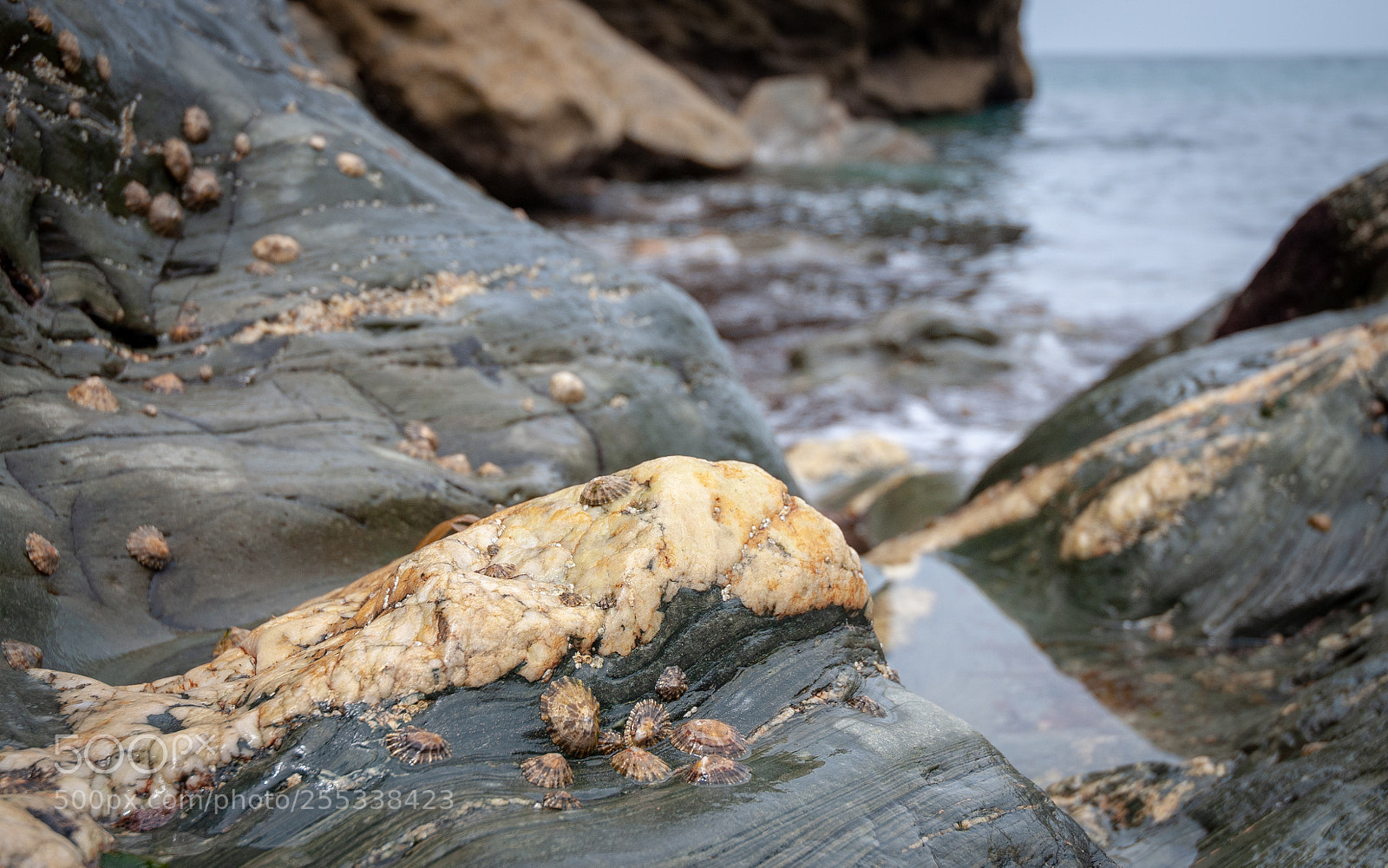 Nikon D300S sample photo. Tintagel barnacles photography