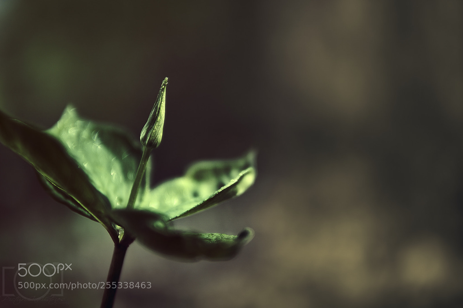 Sony a6000 sample photo. Green bloom photography