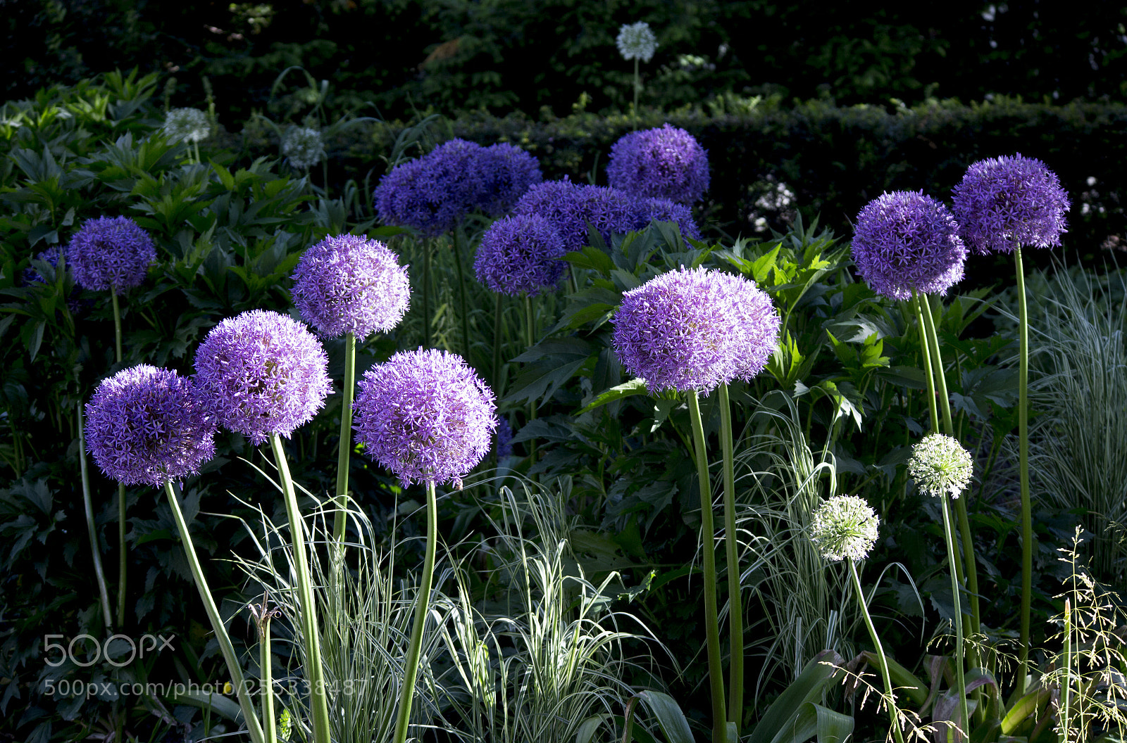 Canon EOS M sample photo. All things grow with photography