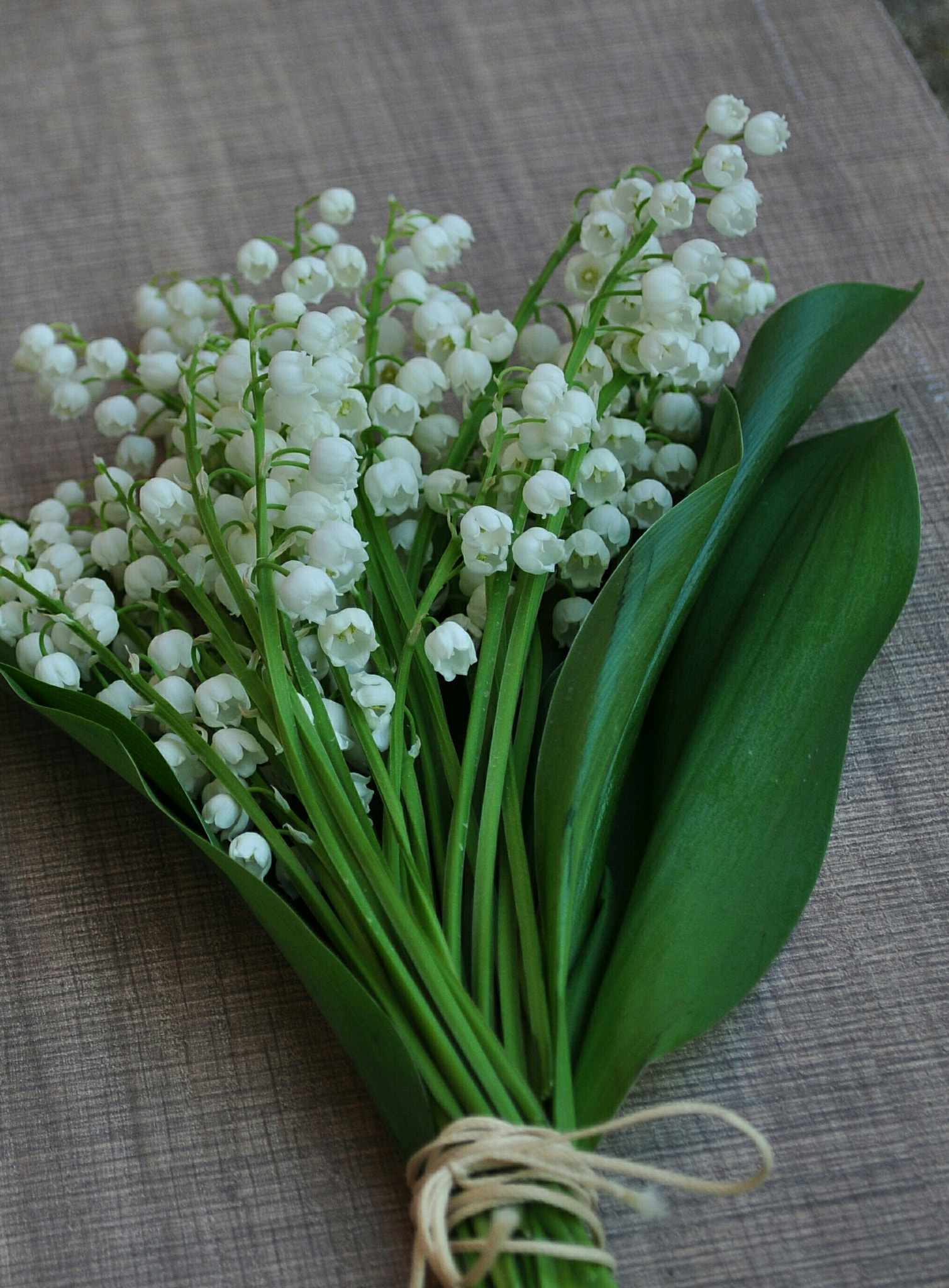 Nikon D90 sample photo. Lily of the valley photography