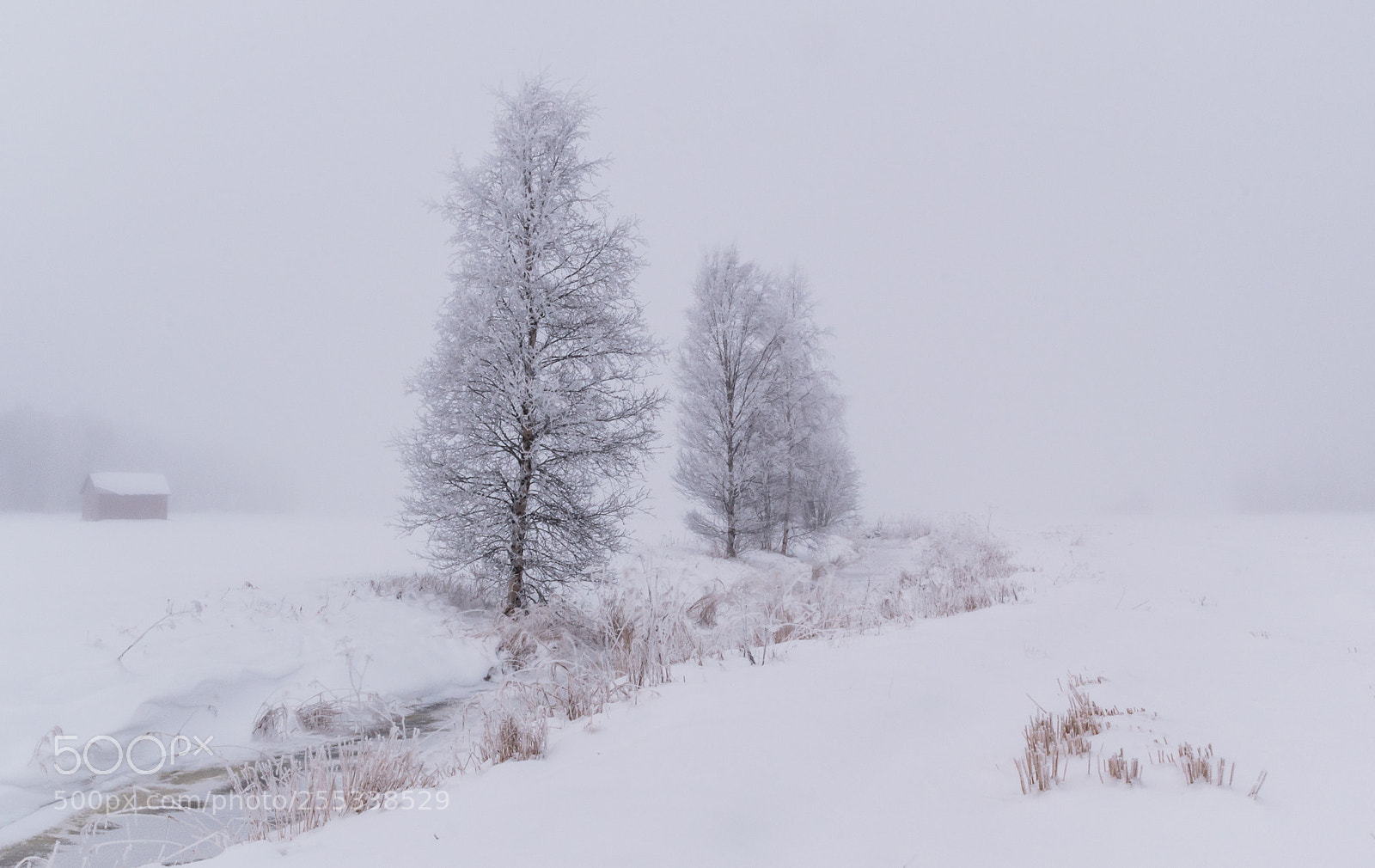 Nikon D5500 sample photo. Winter fog photography
