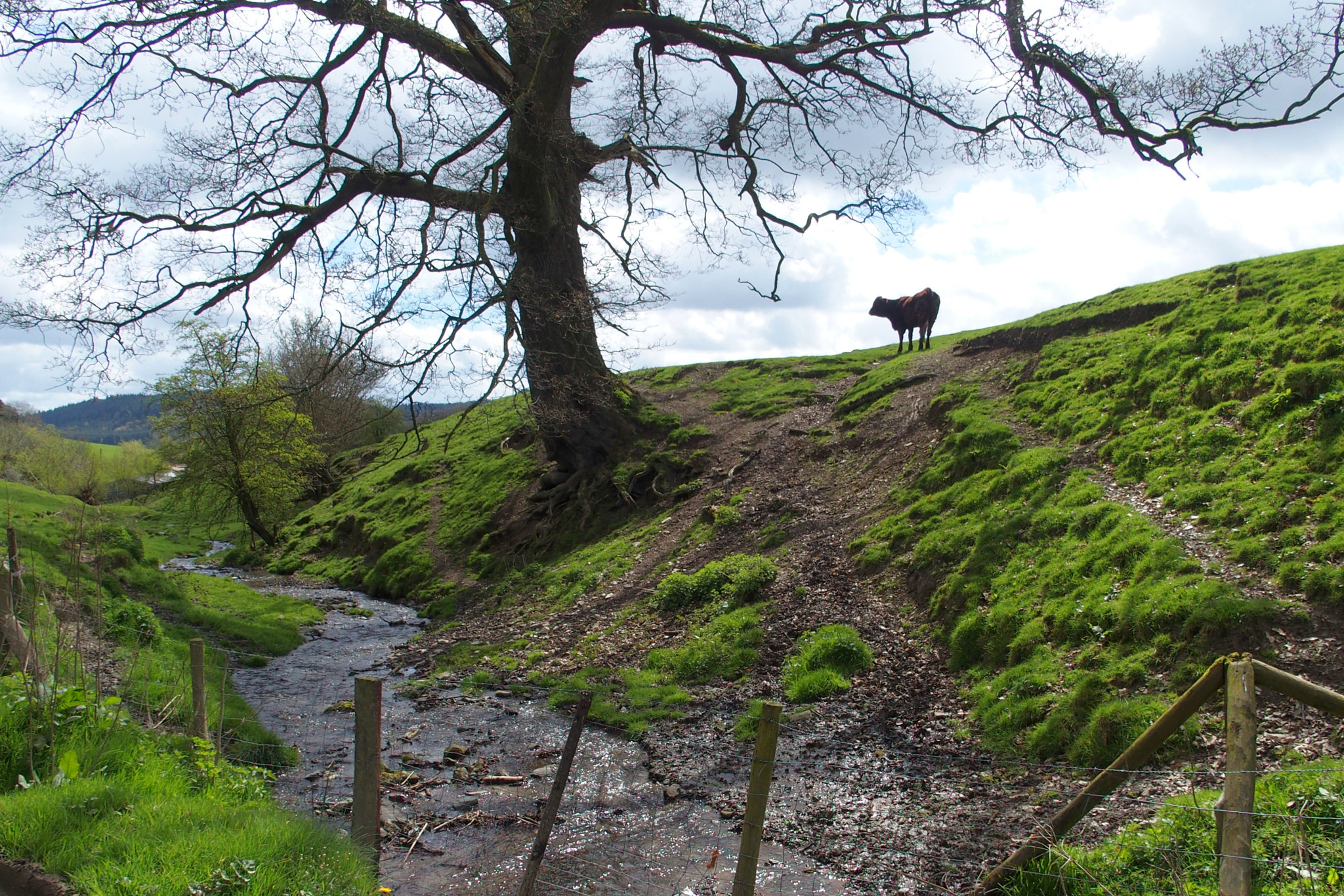 Olympus STYLUS1,1s sample photo. Near the offa`s dyke path betwixt wales & england photography