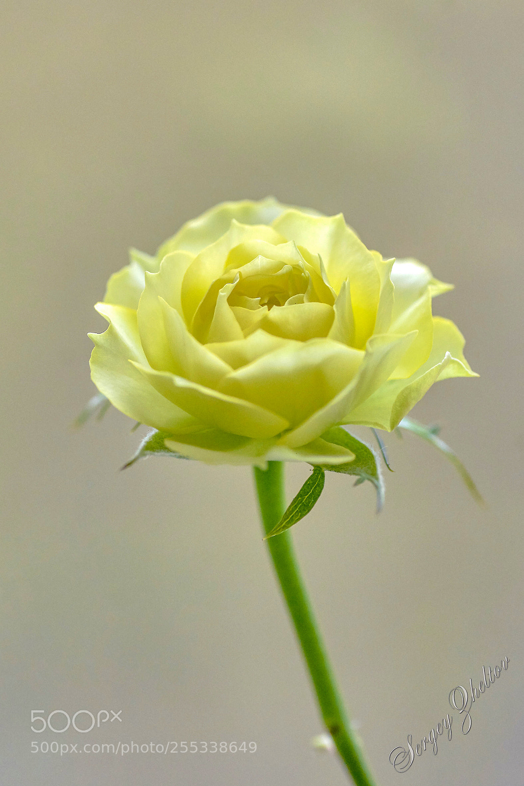 Nikon D7100 sample photo. Rose flower photography