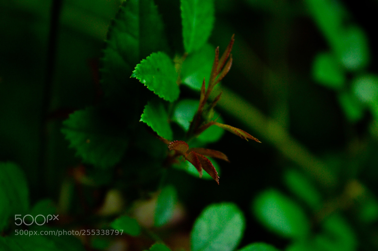 Nikon D3200 sample photo. Untitled photography