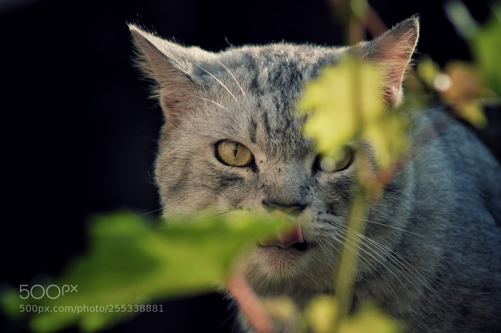 Nikon D3200 sample photo. Cat photography
