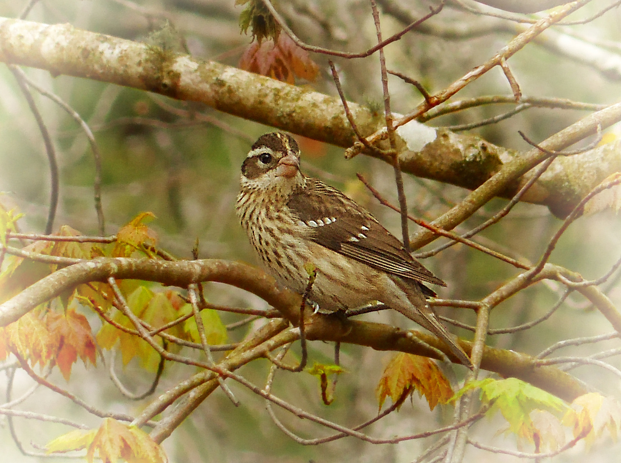 Samsung WB100/  WB101 sample photo. Female rose breasted grosbeak photography